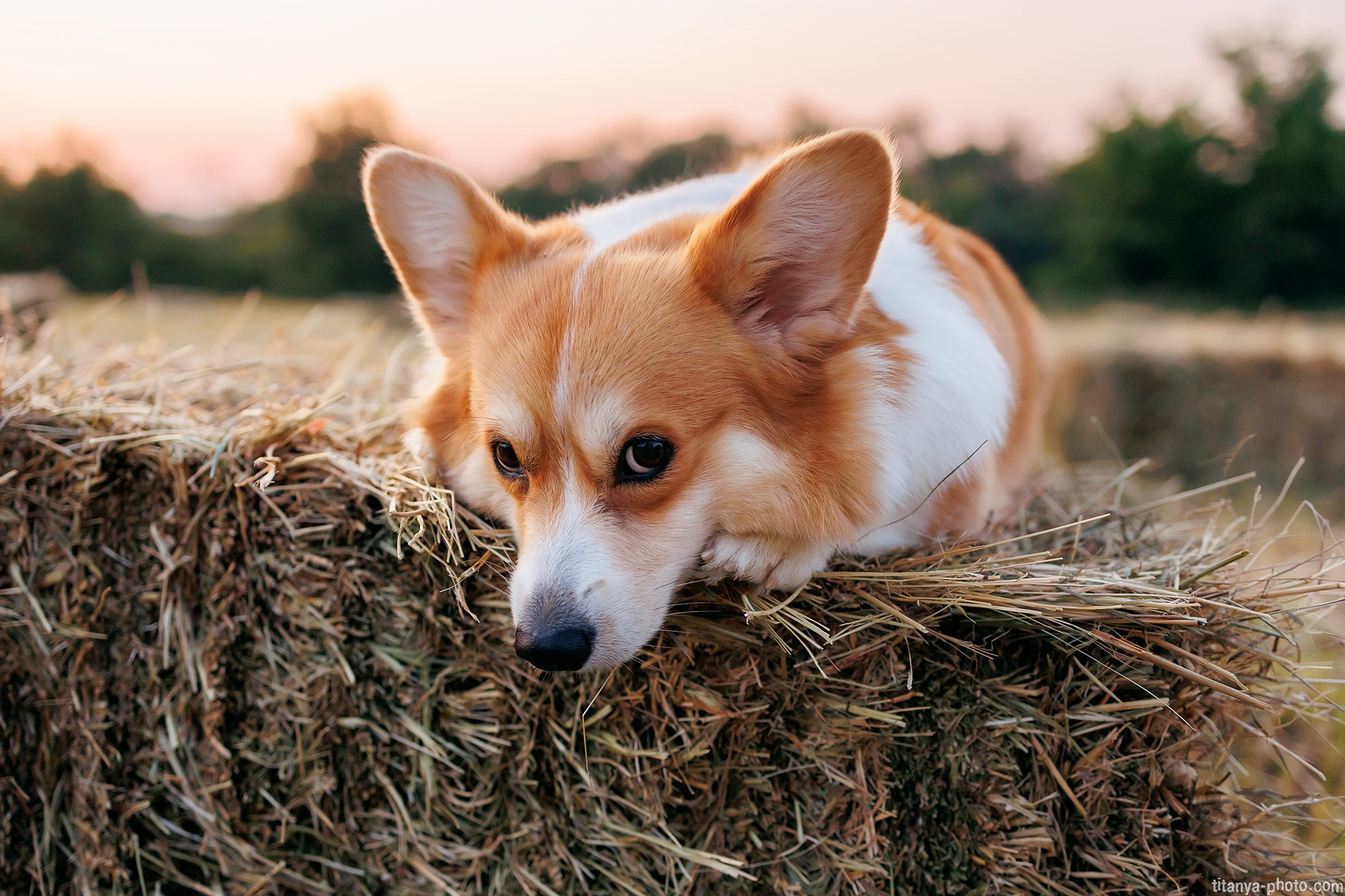 Собака на сене. Фотограф собак, фотограф-анималист Аня Титова (Titanya). Москва