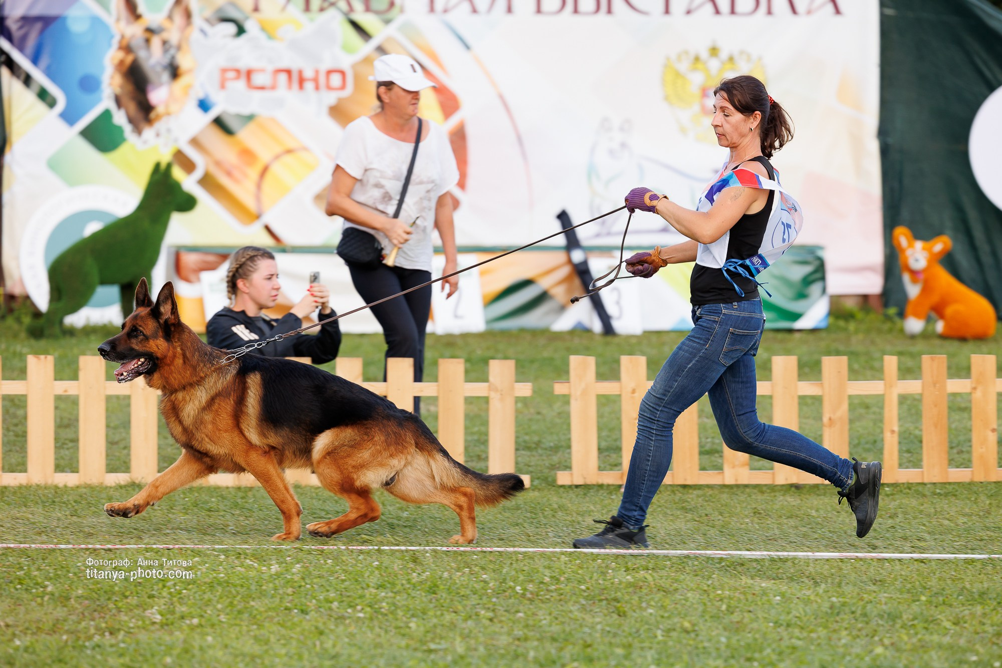Немецкие овчарки: фото из рингов и вне ринга, мутпроба (фотографии с выставок). Фотограф собак, фотограф-анималист Аня Титова (Titanya). Москва