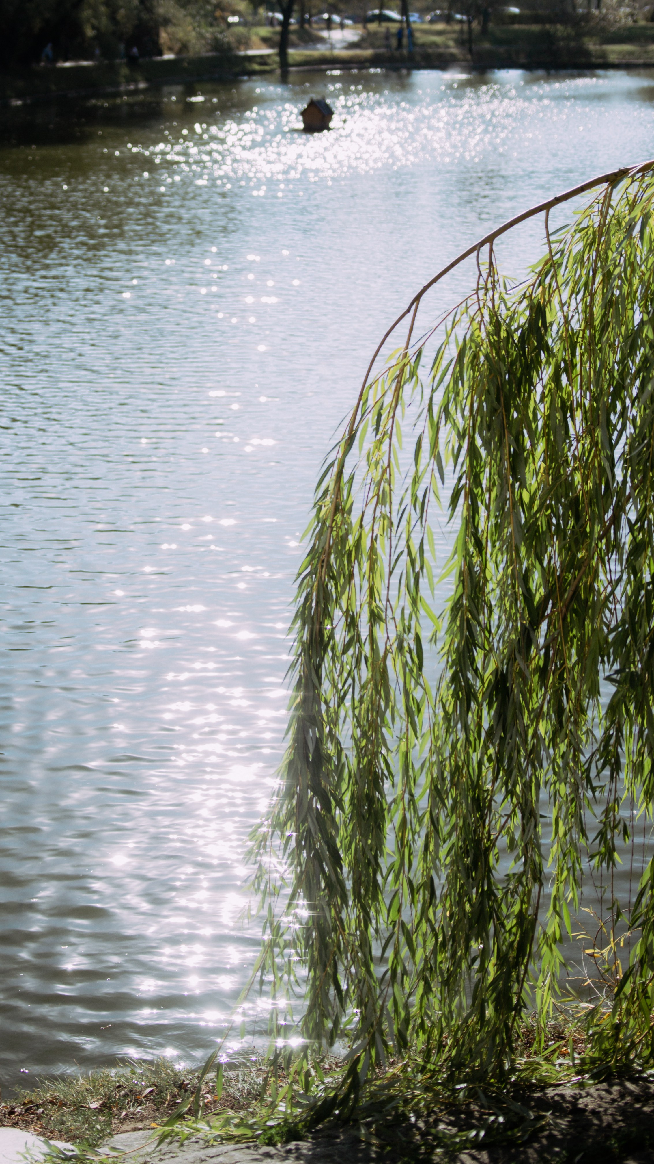 Прогулка. Фотограф Анастасия Чеботарева