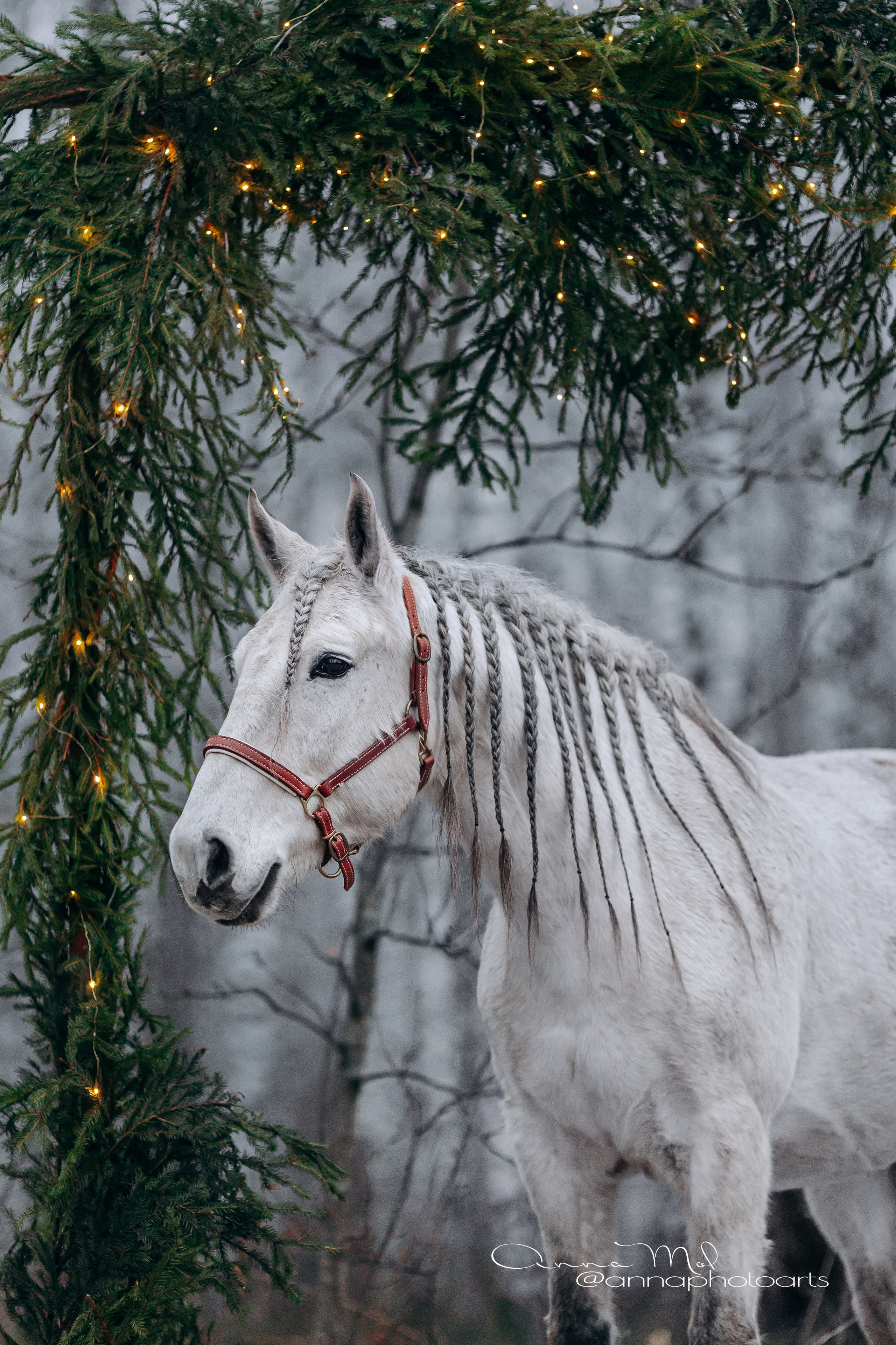 Тариф Новогодний 2025-2026. Анна Молчанова конный фотограф в Тюмени | фотосессии с лошадьми Тюмень