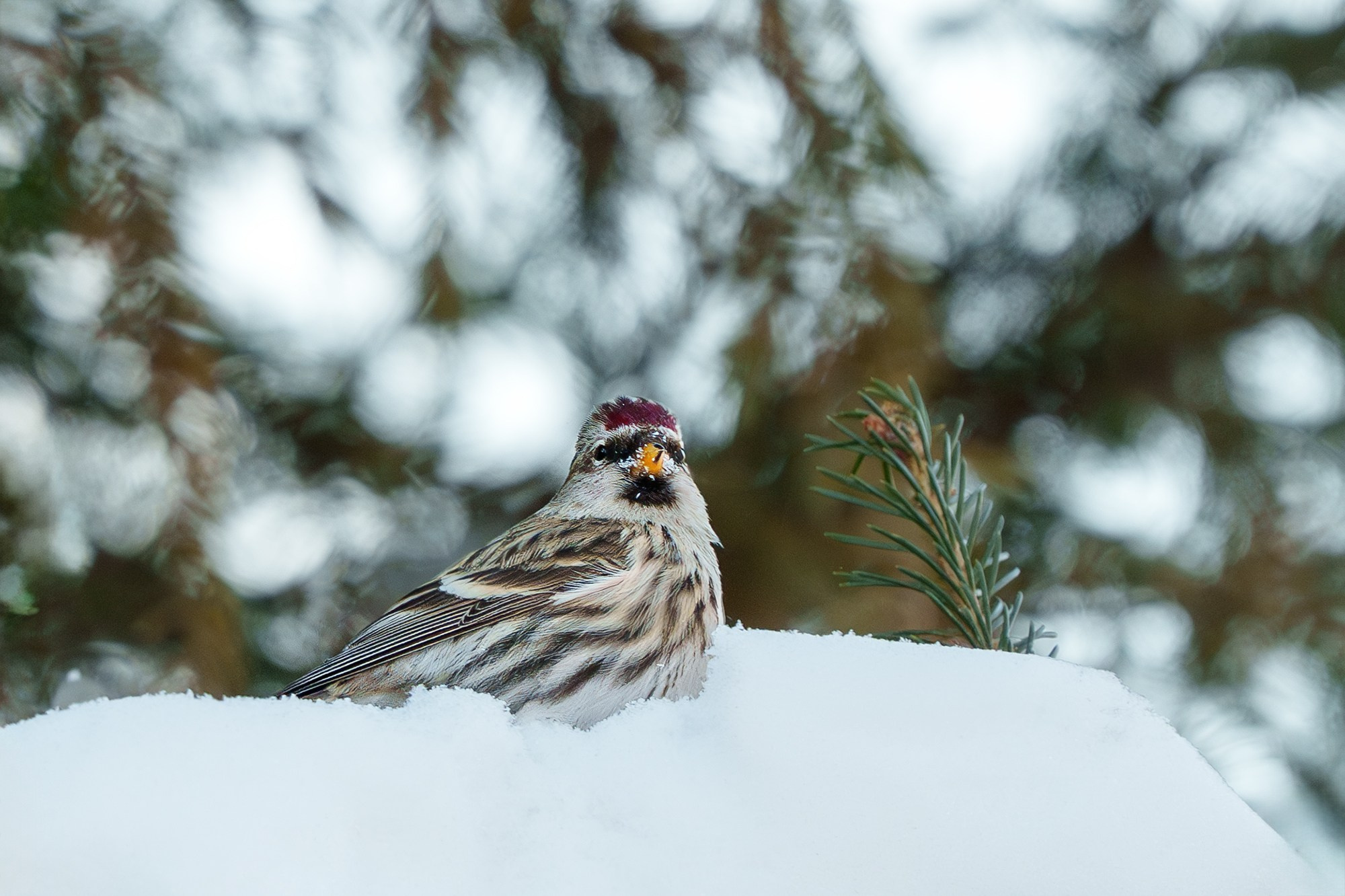 Удивительные мир птиц. Вокруг нас столько прекрасного — присмотритесь!. Ваш личный фотограф Марина Волкова