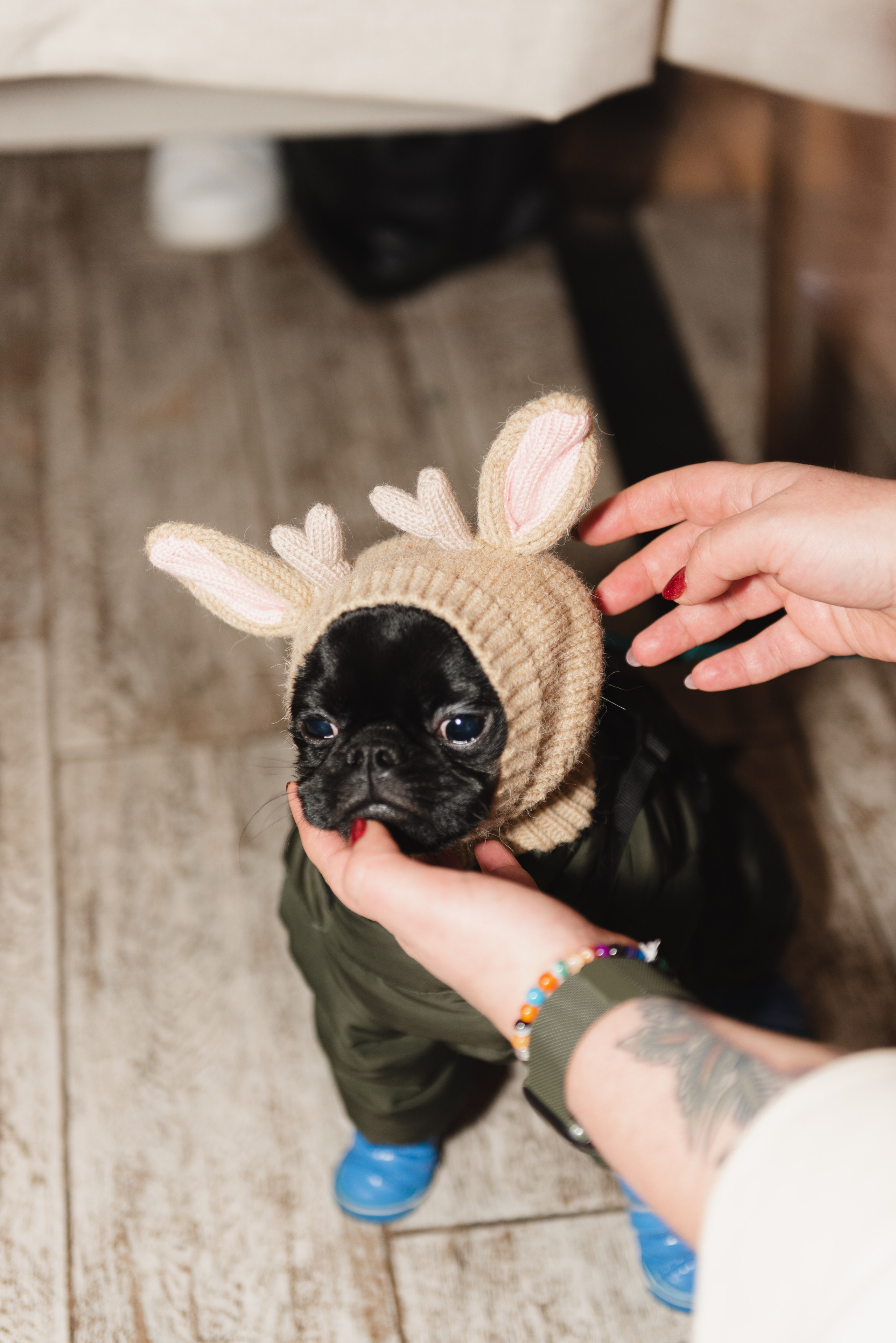 Pets. Фотограф в Москве Daria Lens