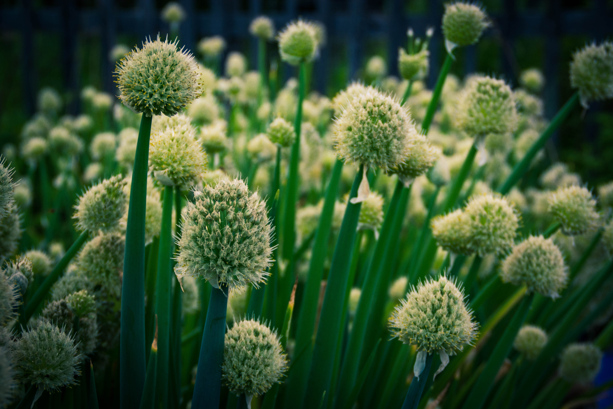 Природа в фотографии, взгляд на прекрасное через объектив фотоаппарата. Елена Волкова семейный фотограф в станице Гостагаевской города-курорта Анапа