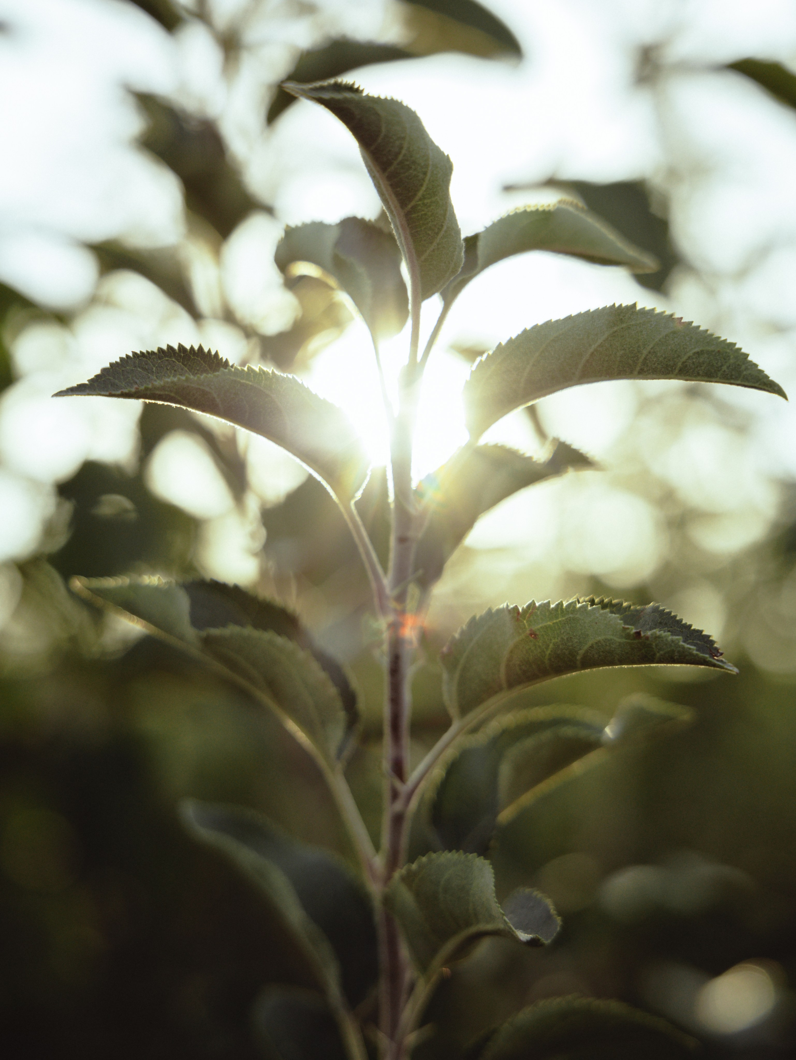 Domik в саду. Артем Корнев Фотограф