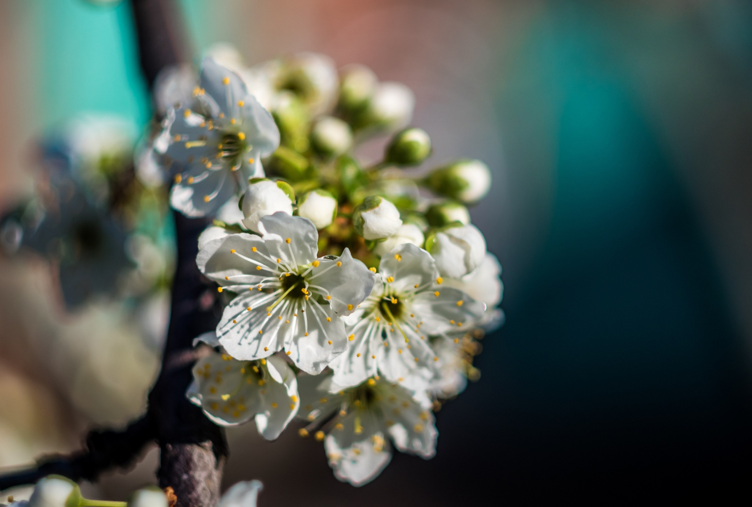 Предметная фото и видео съемка. Арт студия «Пегас». Фото- и видео- съемка
