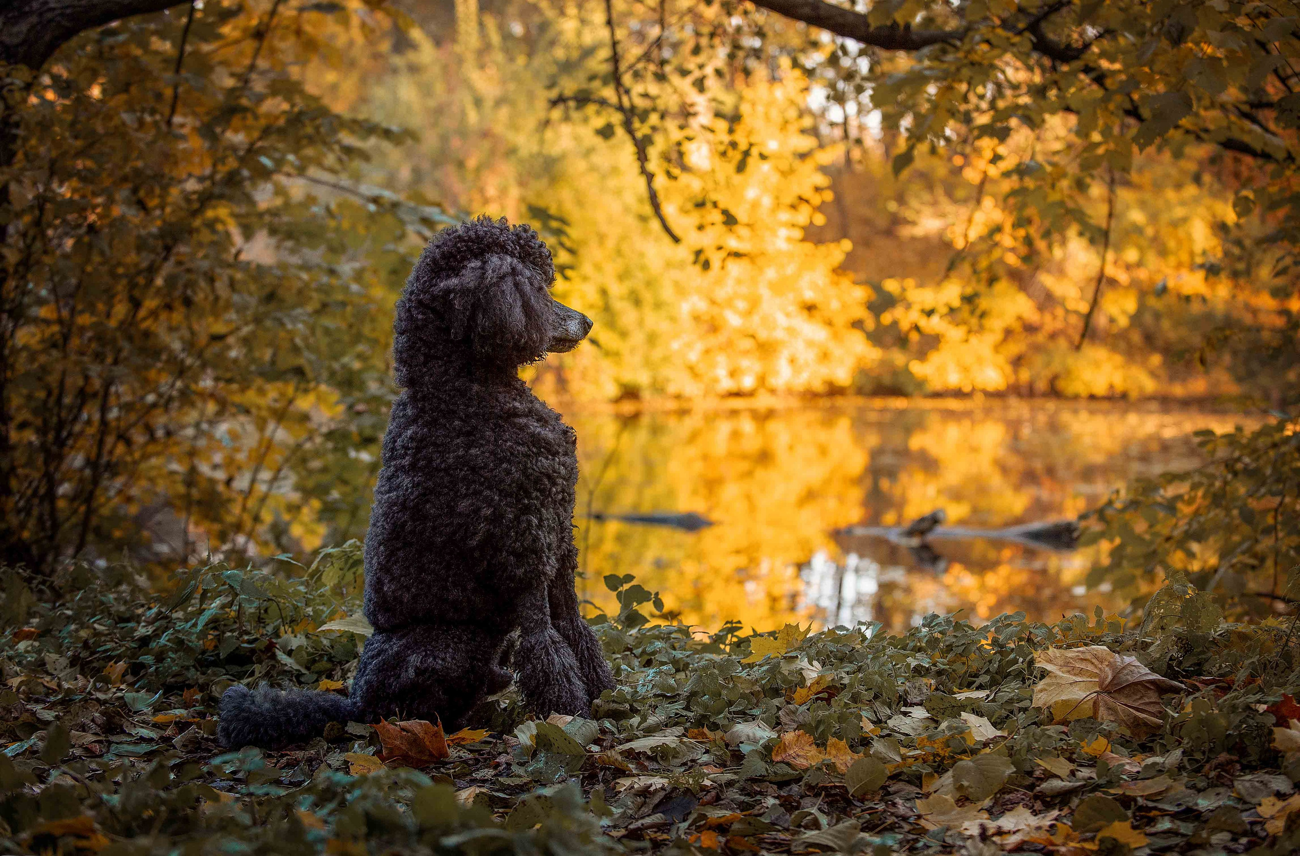 Собаки. Портретная и свадебная фотосъемка. Москва и область