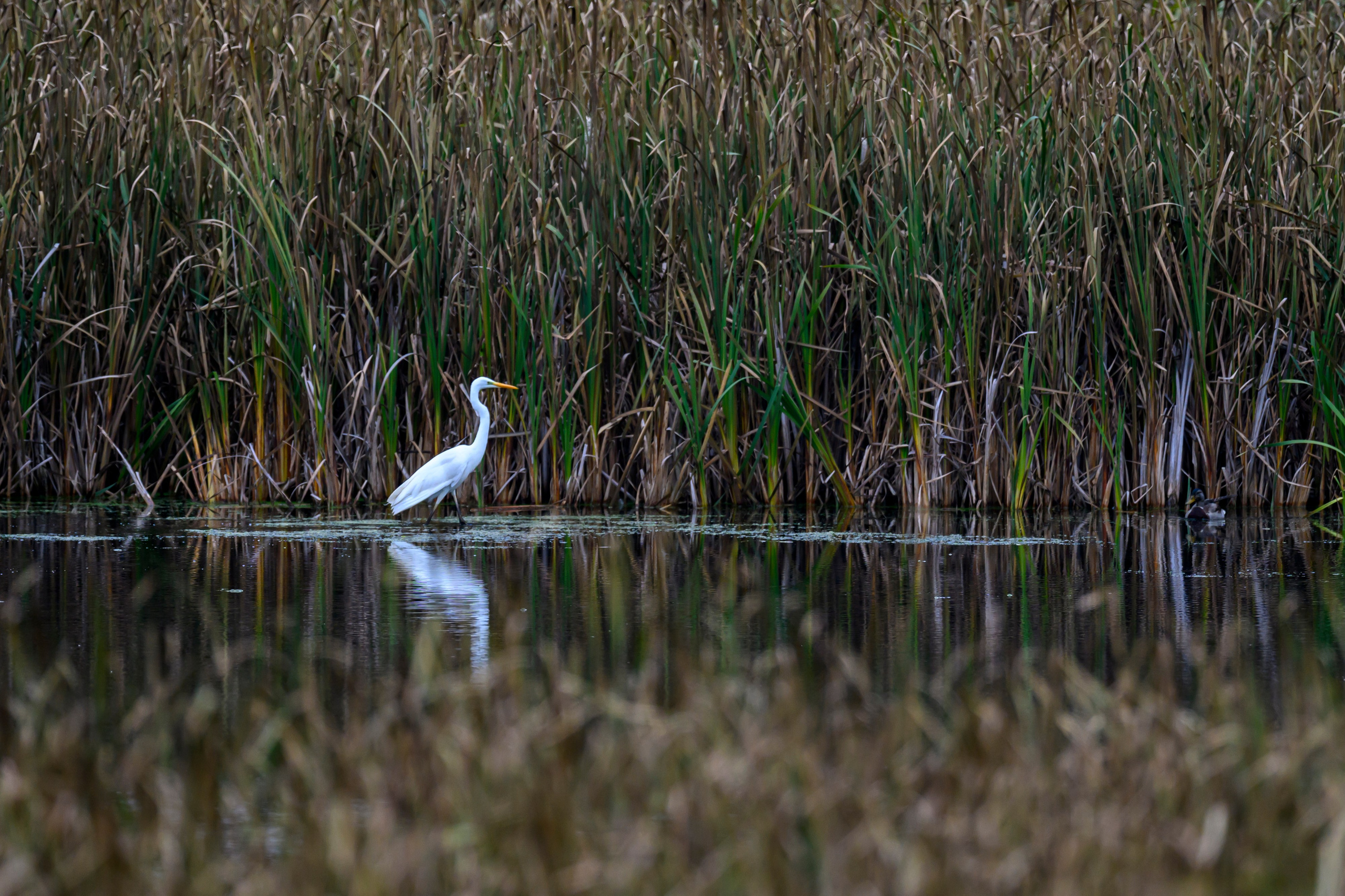 Осень. Олени, тетерева и снегири. Wildlife photography by Sergey Puponin