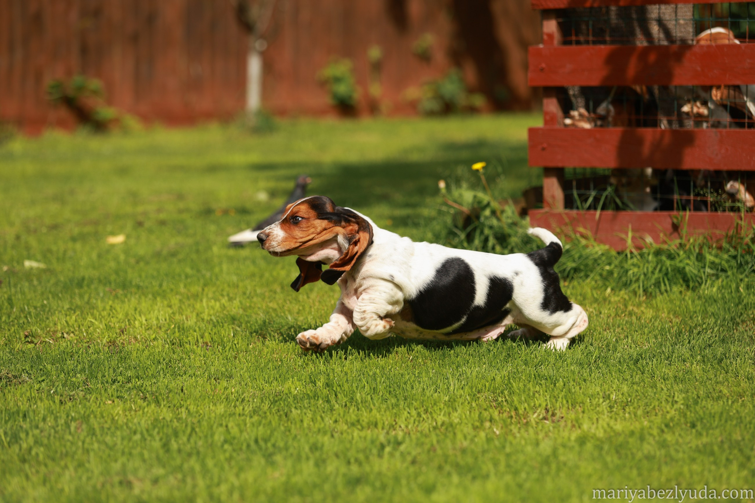 Щенки. Семейный и детский фотограф в Москве Мария Быкова