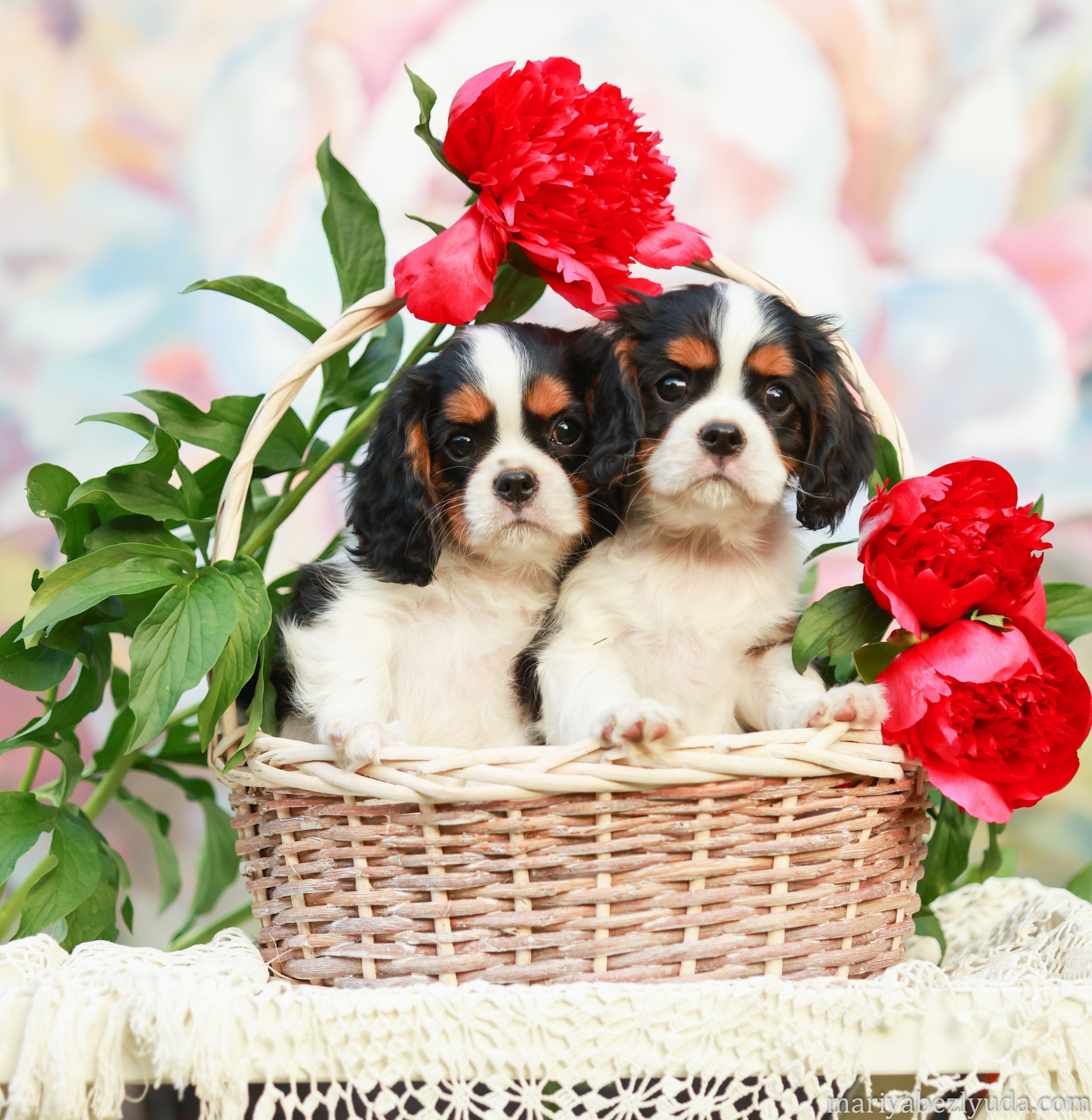 Щенки. Семейный и детский фотограф в Москве Мария Быкова