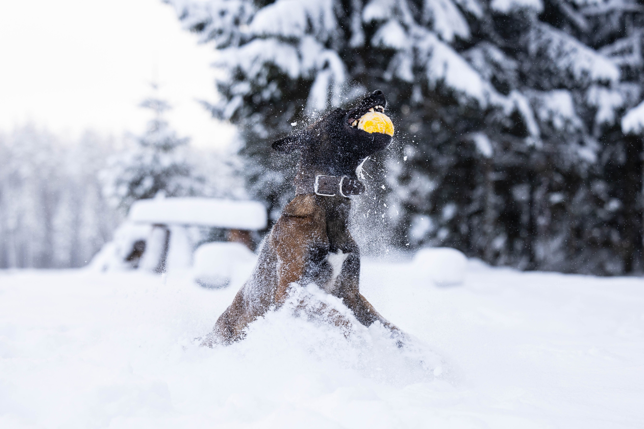 Раш. Фотограф-анималист Анна Маринич