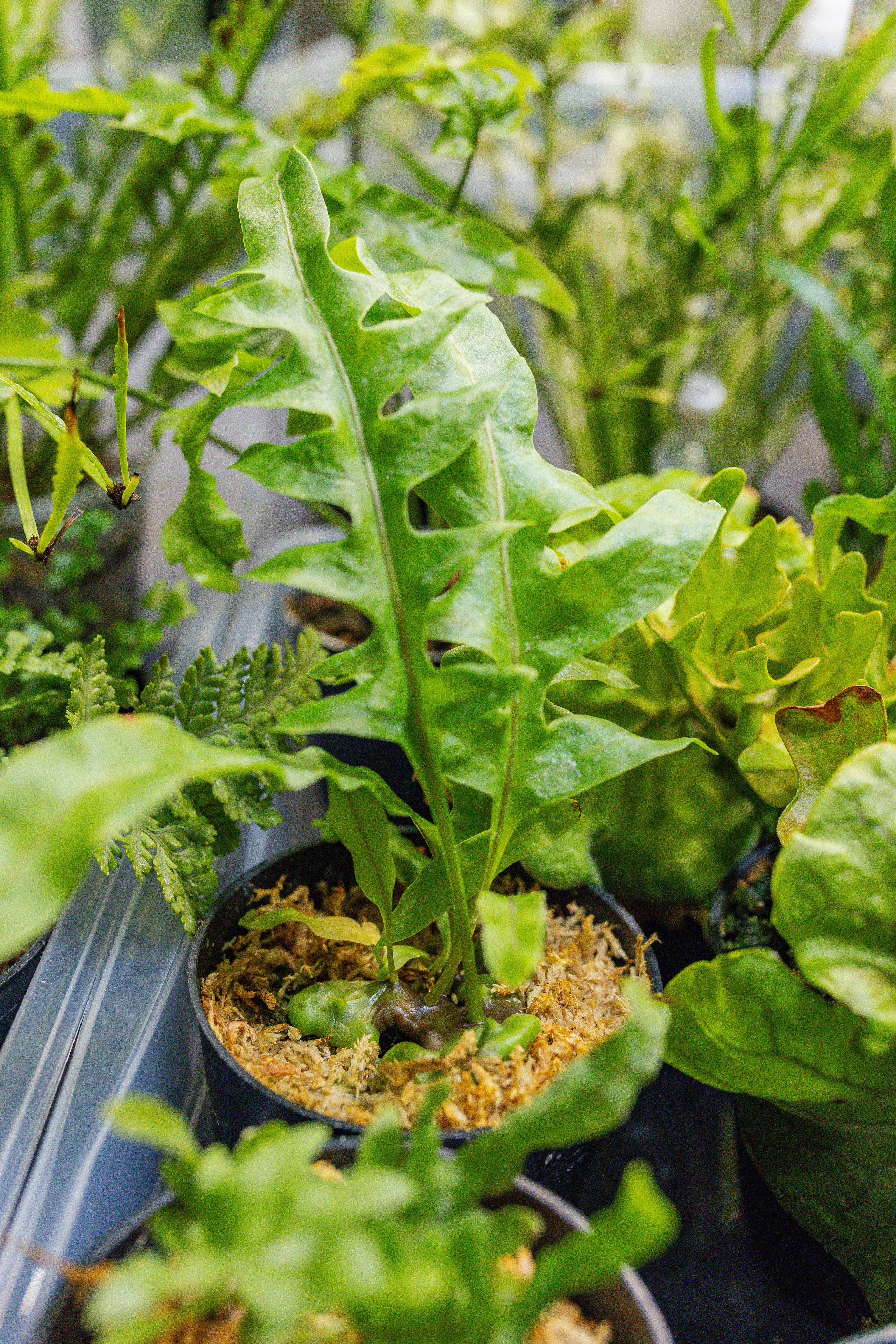 Монстериум апрель 2026. Александра Куликова фотограф, Москва