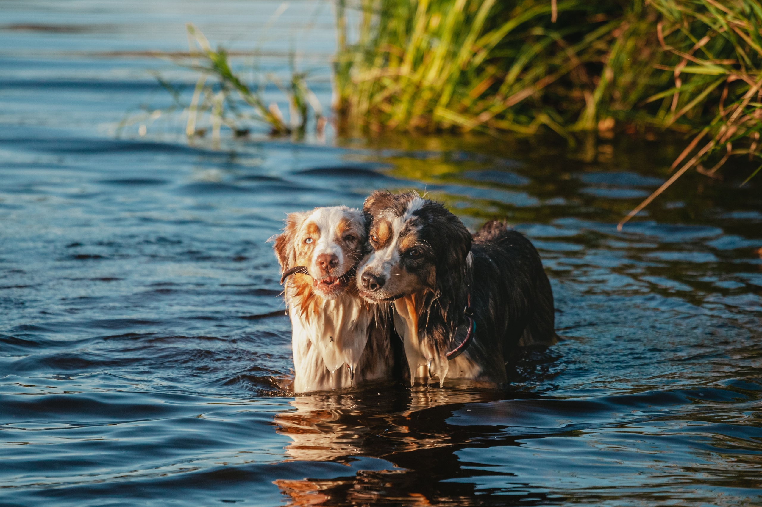Фотопрогулка в Ленобласти. Фотограф-анималист Татьяна Степанова
