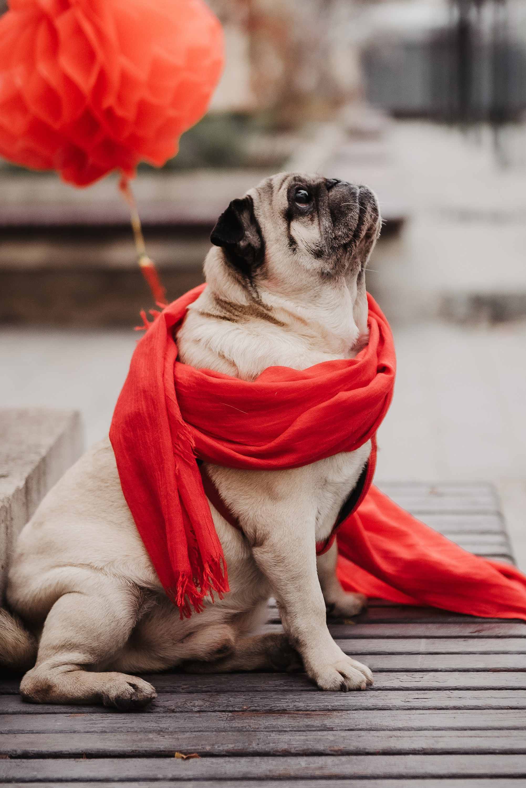 Ольга и Потапум. Прогулка к чайному дому. Семейный Фотограф в Москве Ирина Хохлова