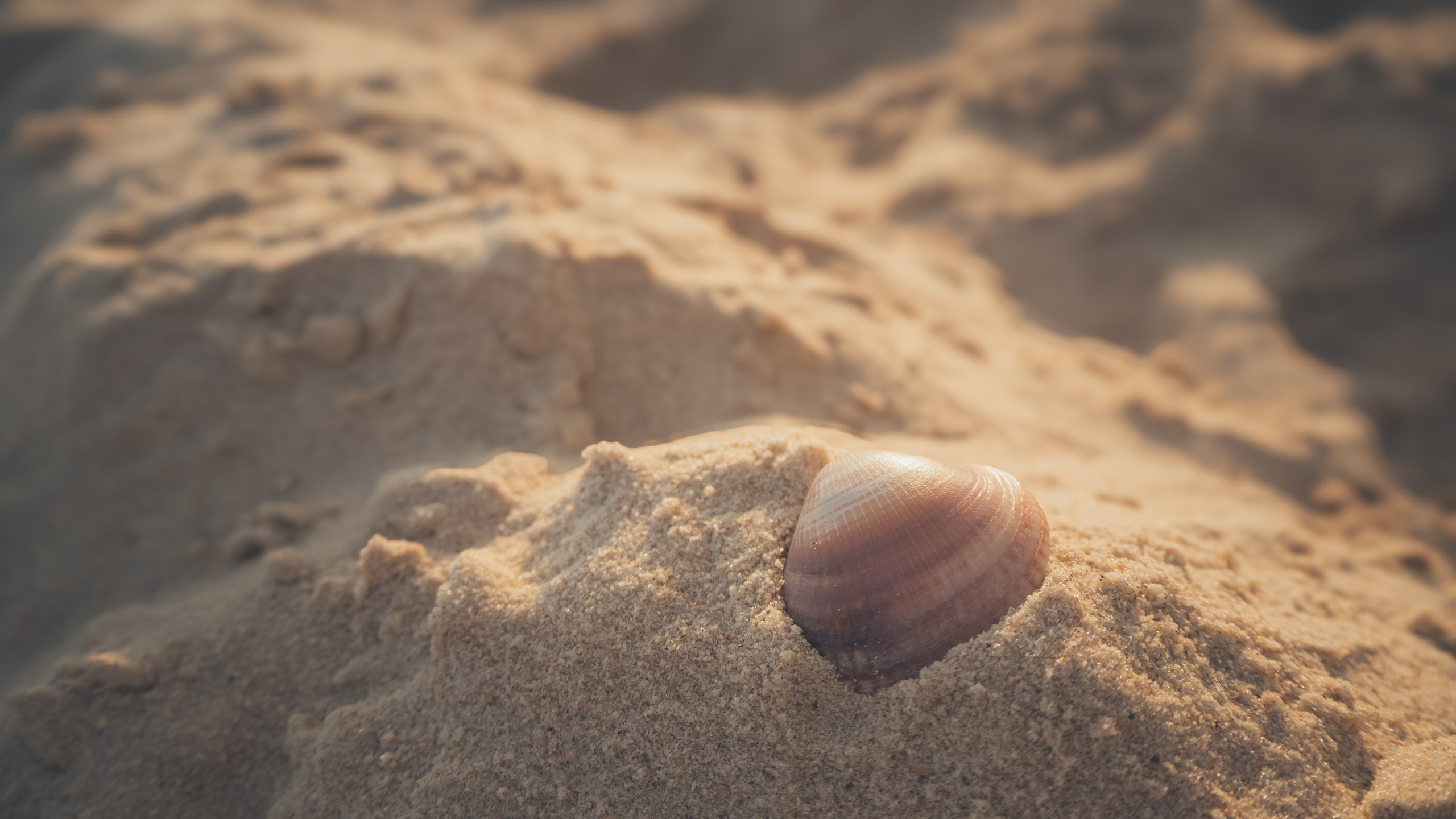 Израиль. Свадебный фотограф Копков Геннадий