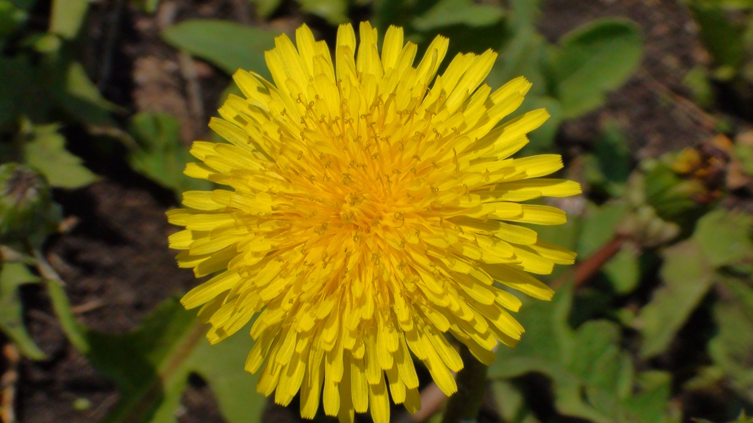 Дача 07.06.2009. Семейный, Свадебный фотограф СПБ Питер— Романова Екатерина