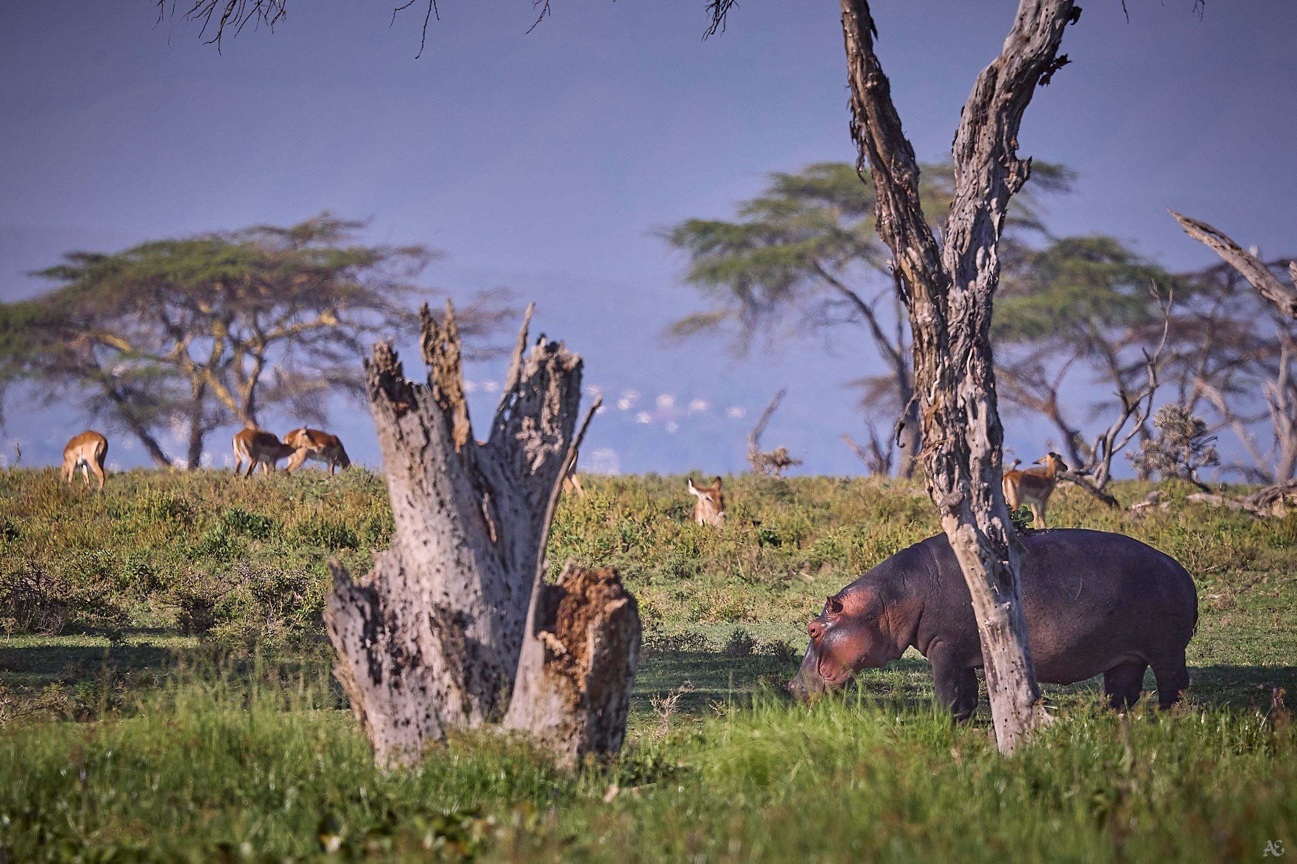 Злачные пажити