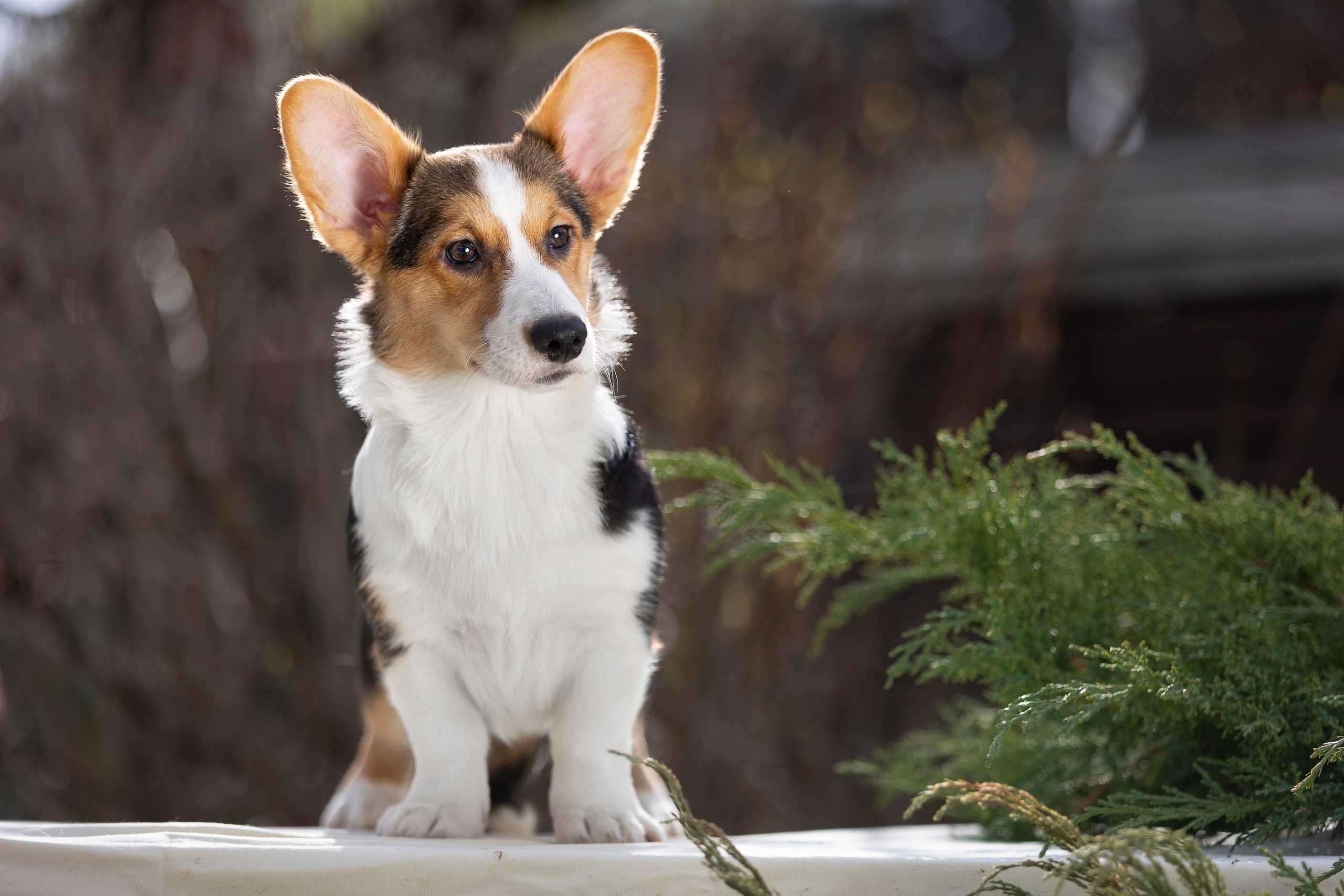 Вельш Корги Кардиган. Фотограф анималист, семейный фотограф, фотограф собак Комратова Мария. г. Москва