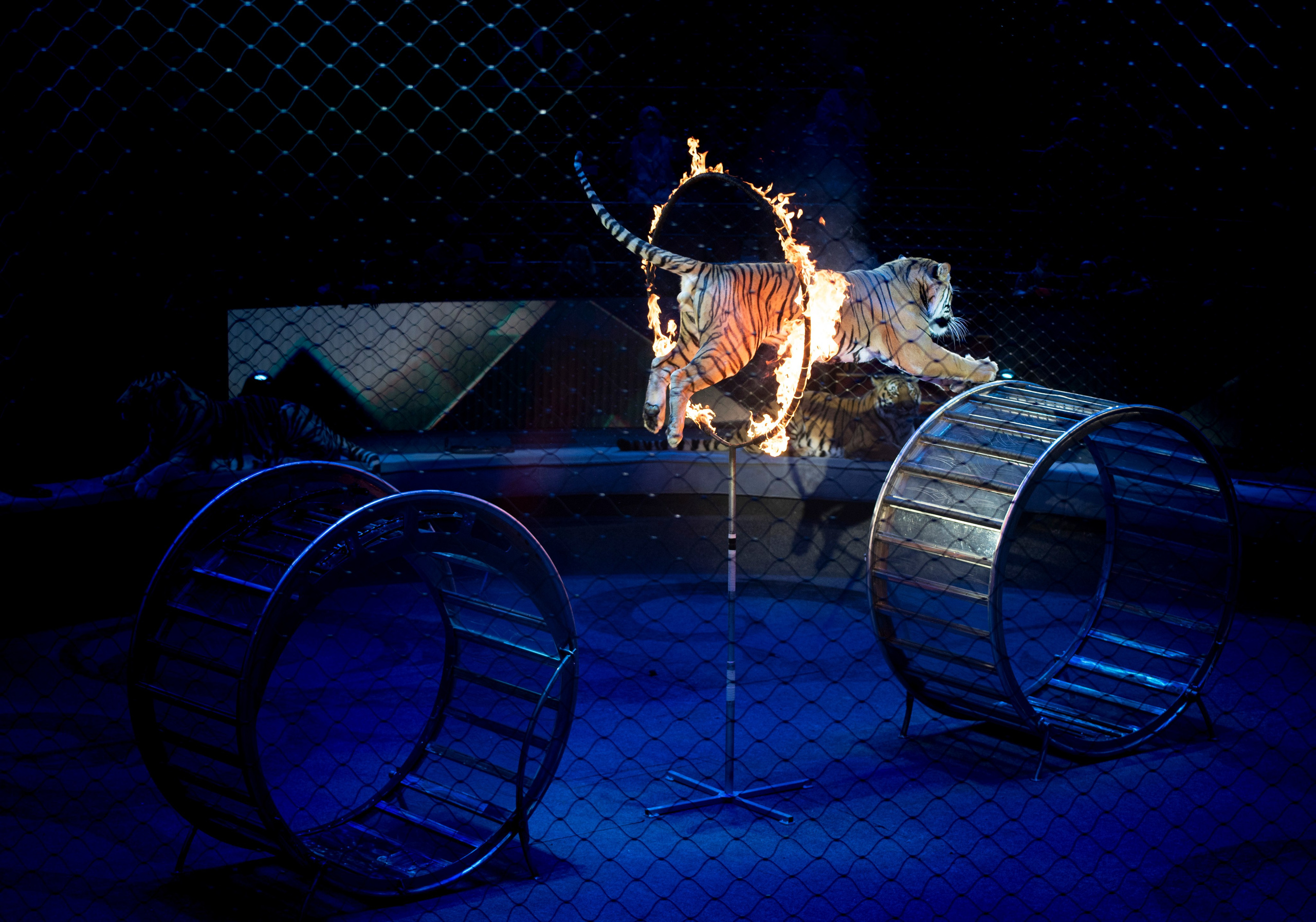 Цирк Запашных — Шоу И100рия. Женский и семейный фотограф в Москве, Железнодорожном Анастасия Кинёва