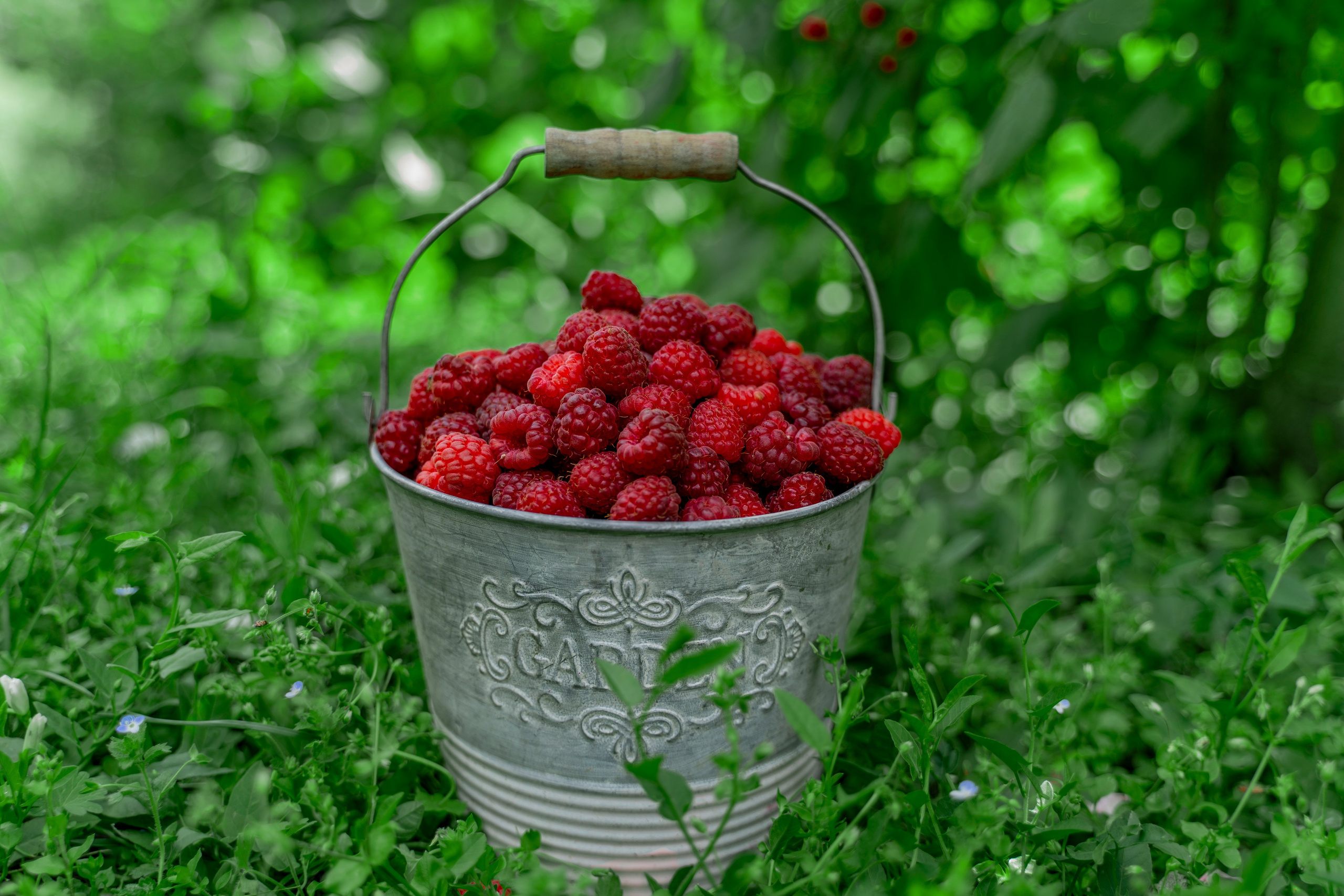 Raspberry. Photographer Liana Sudets Serbia Kopaonik Brzece Brus