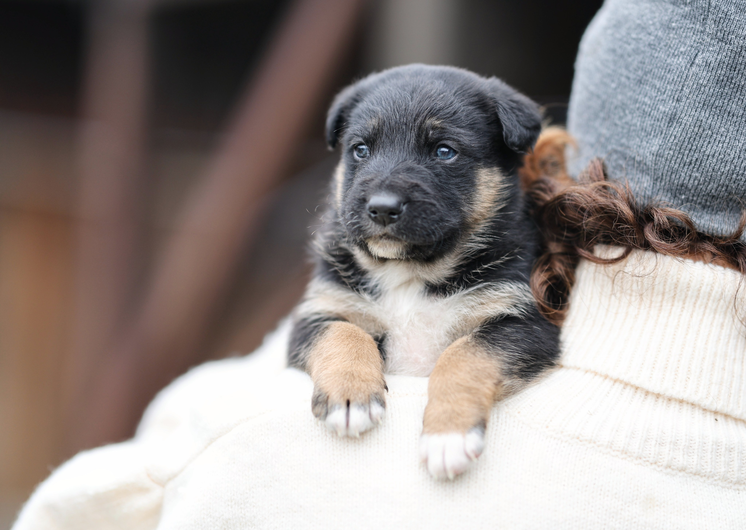 Щенки. Фотограф Максим Татаринов