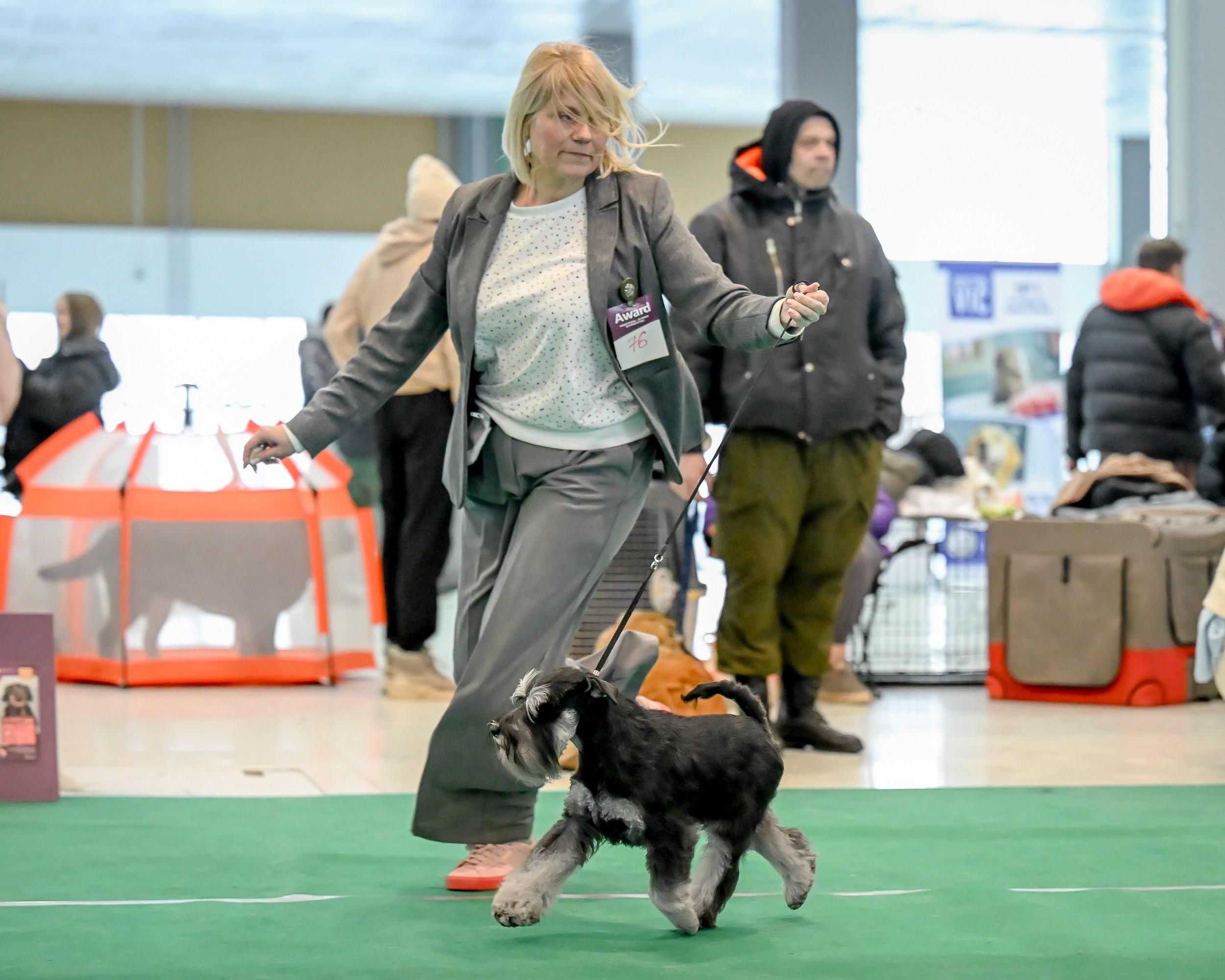 Цафир/ Delinso Balance Сzafir Lumier. Питомник цвергшнауцеров в Беларуси «Делинсо Бэлэнс»