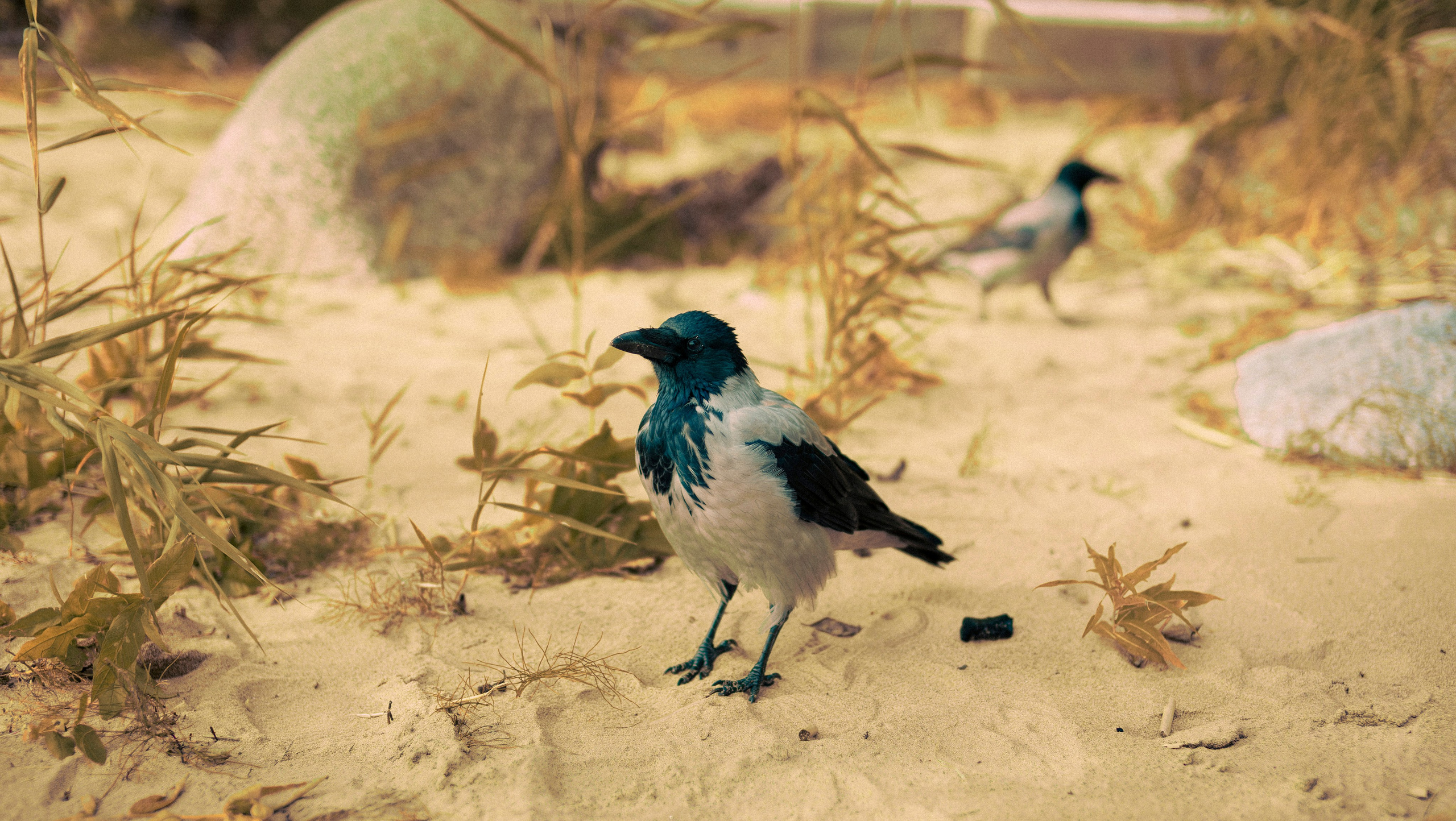 Из наблюдений. Плак или Квак