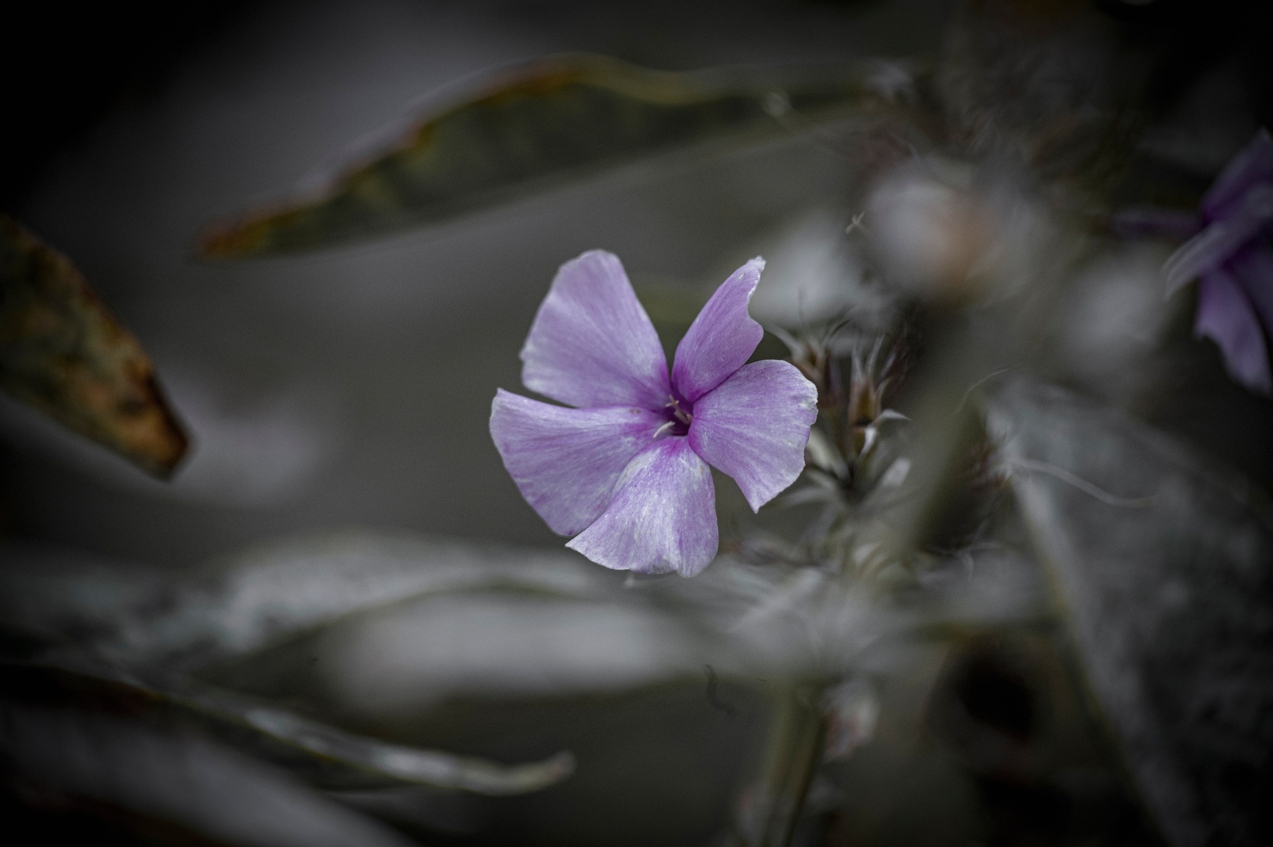 Осенние цветы. Фотограф Роман Адлер