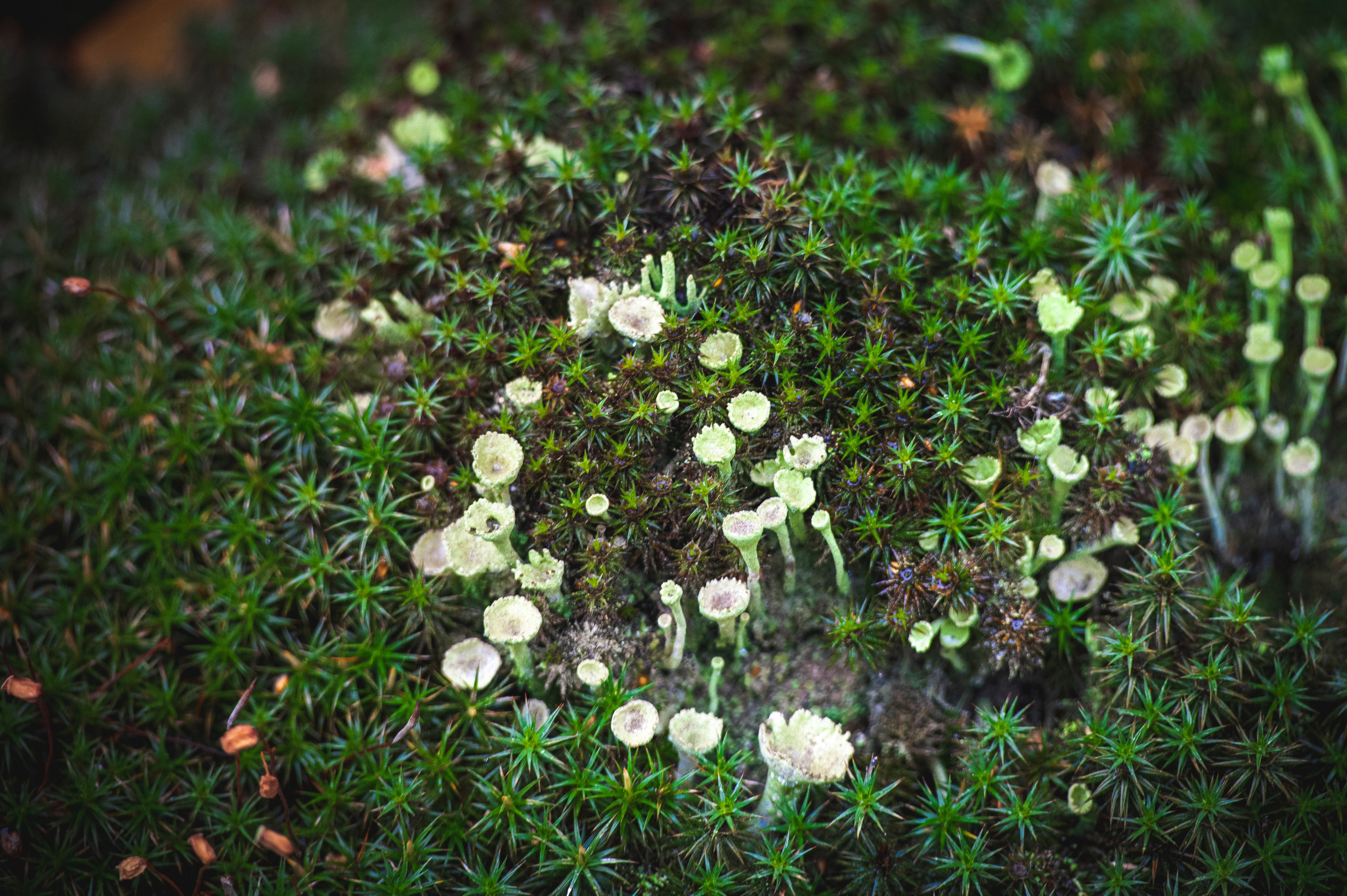 Фотопрогулка ДР. Фотограф Роман Адлер