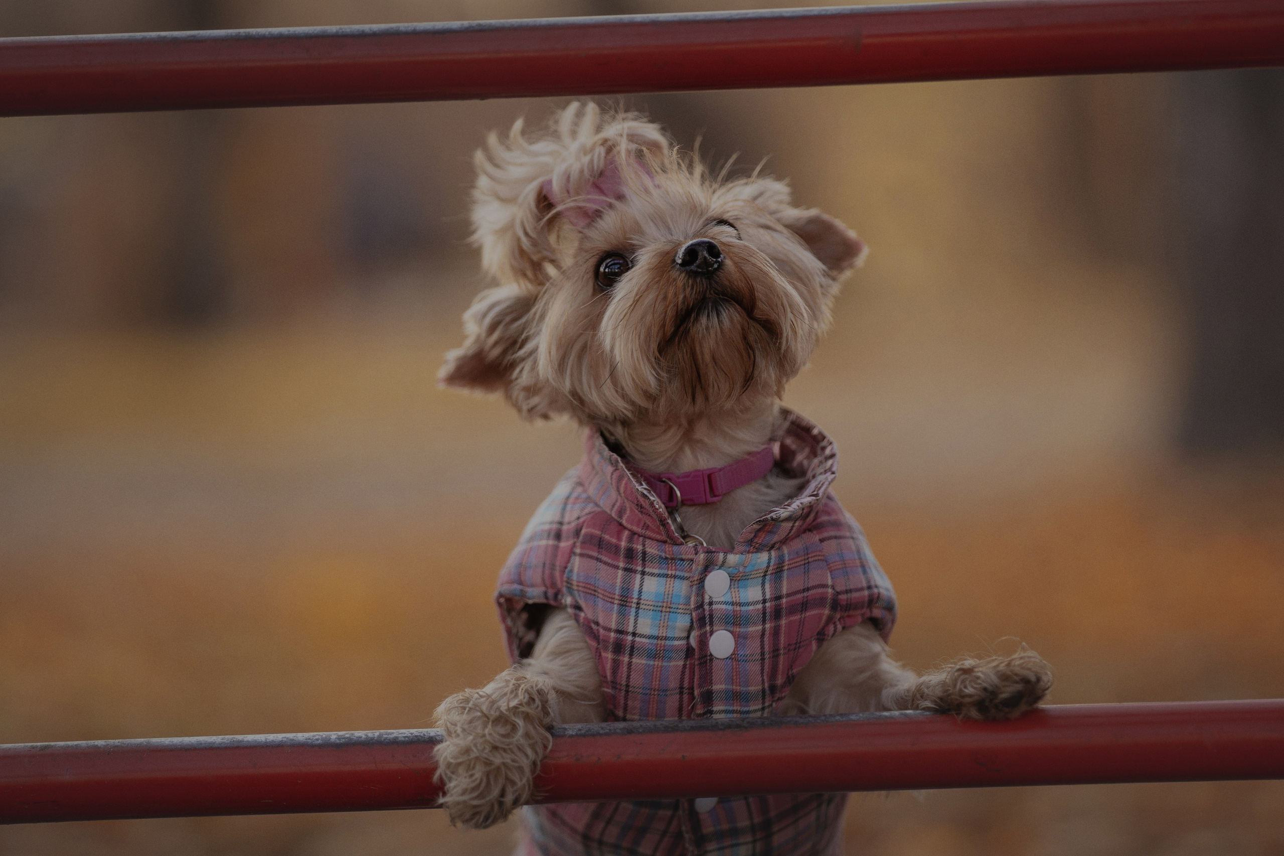 Мария + Роксана (история дружбы). Kameramotor74