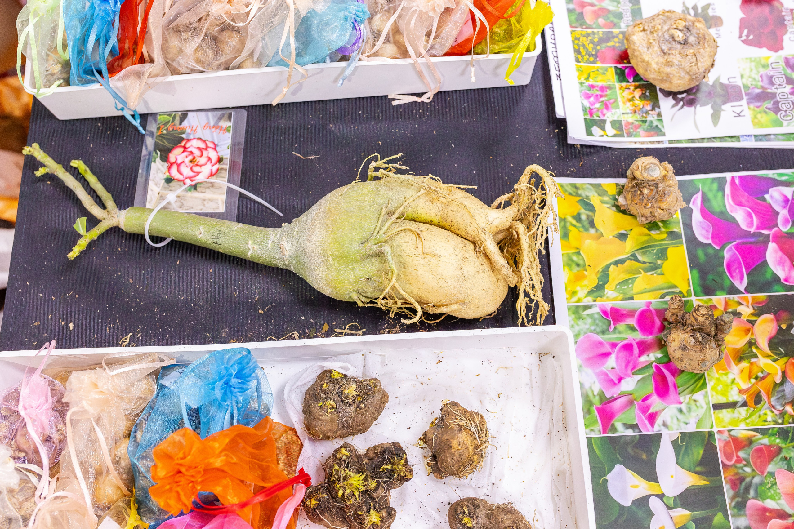 Монстериум апрель 2026. Александра Куликова фотограф, Москва