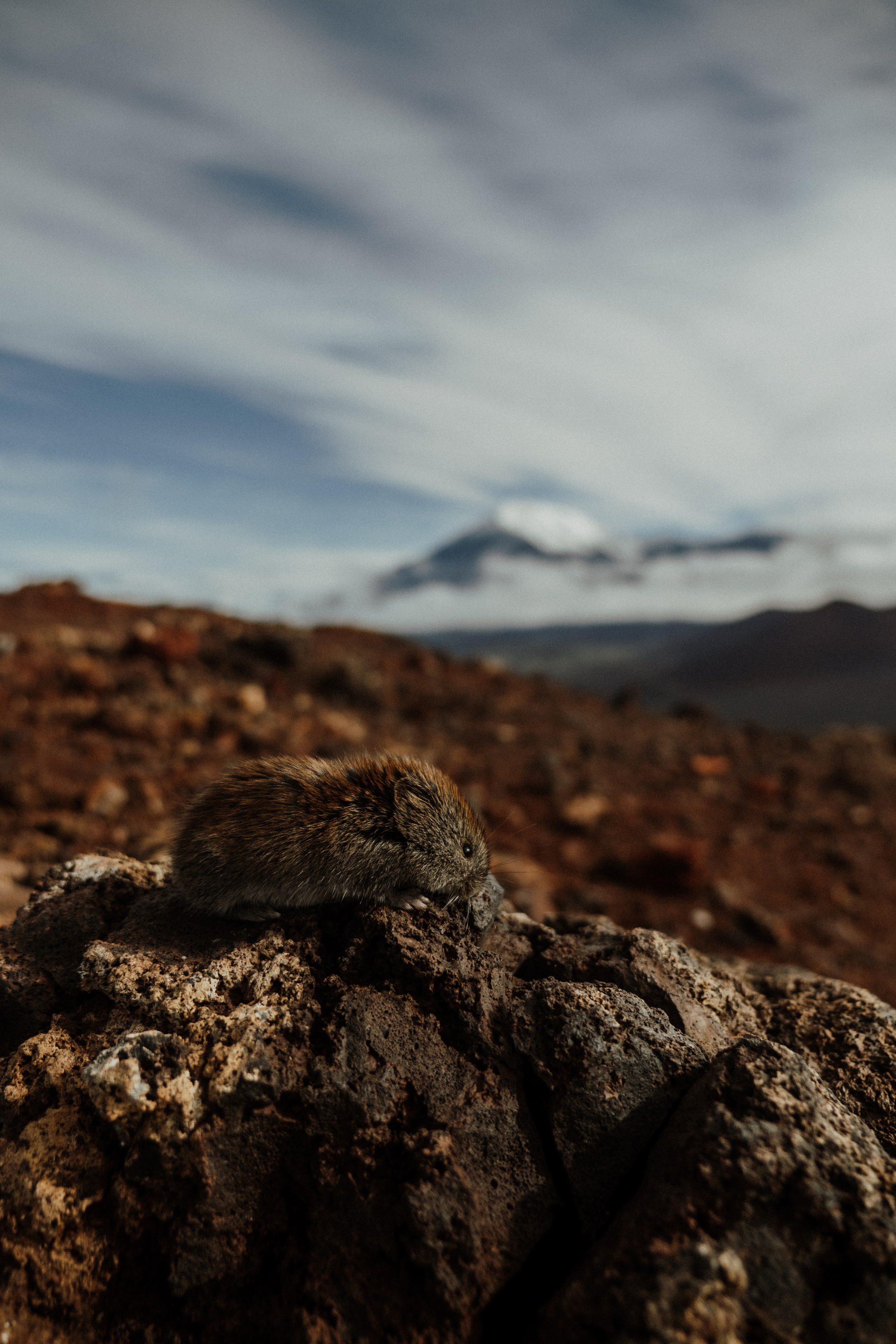 Толбачик. Свадебное фото и видео на Камчатке. Туристические маршруты