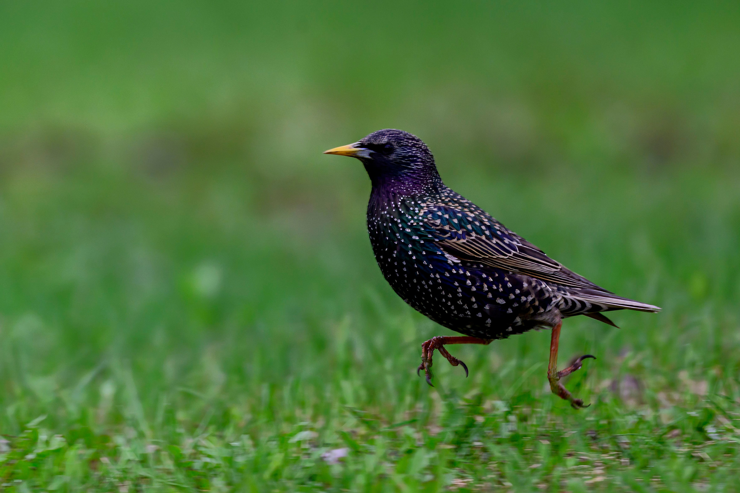 Лысуха. Wildlife photography by Sergey Puponin