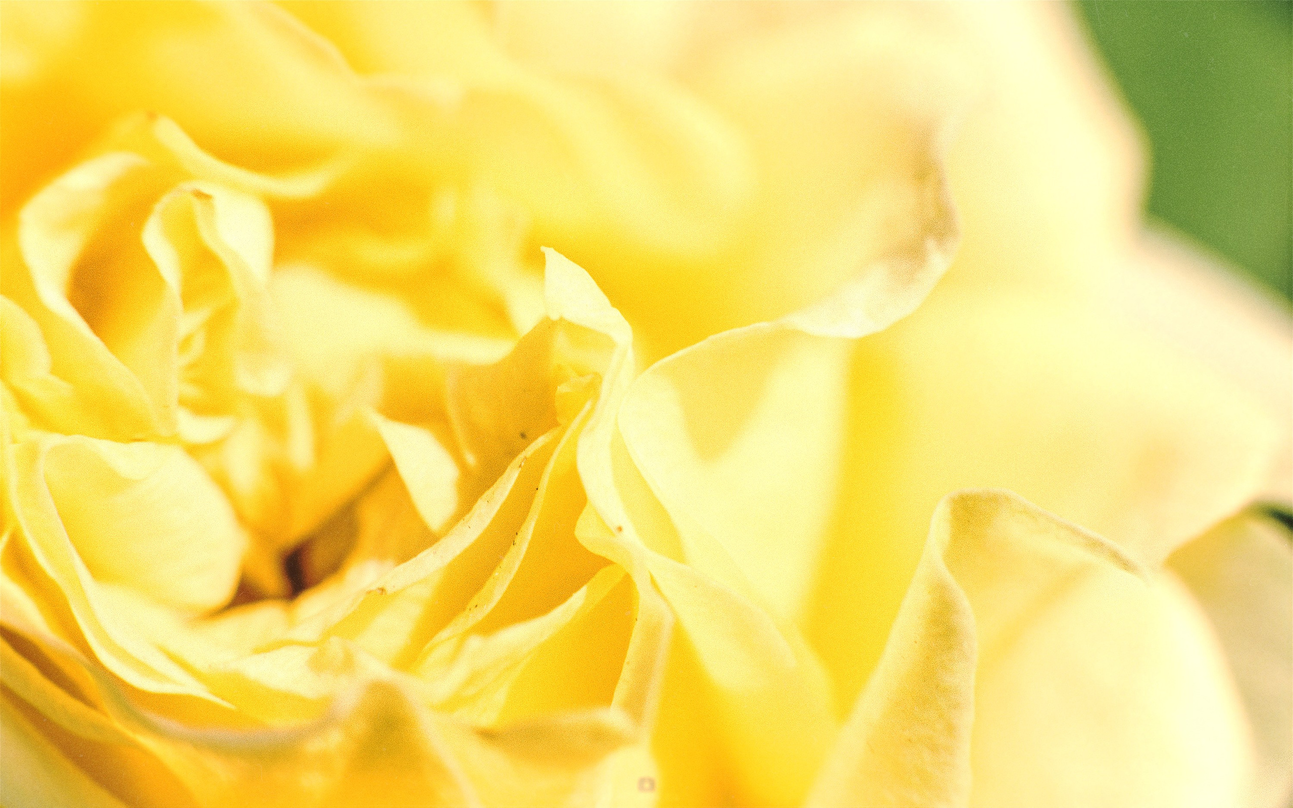 N a t u r e. Your photographer