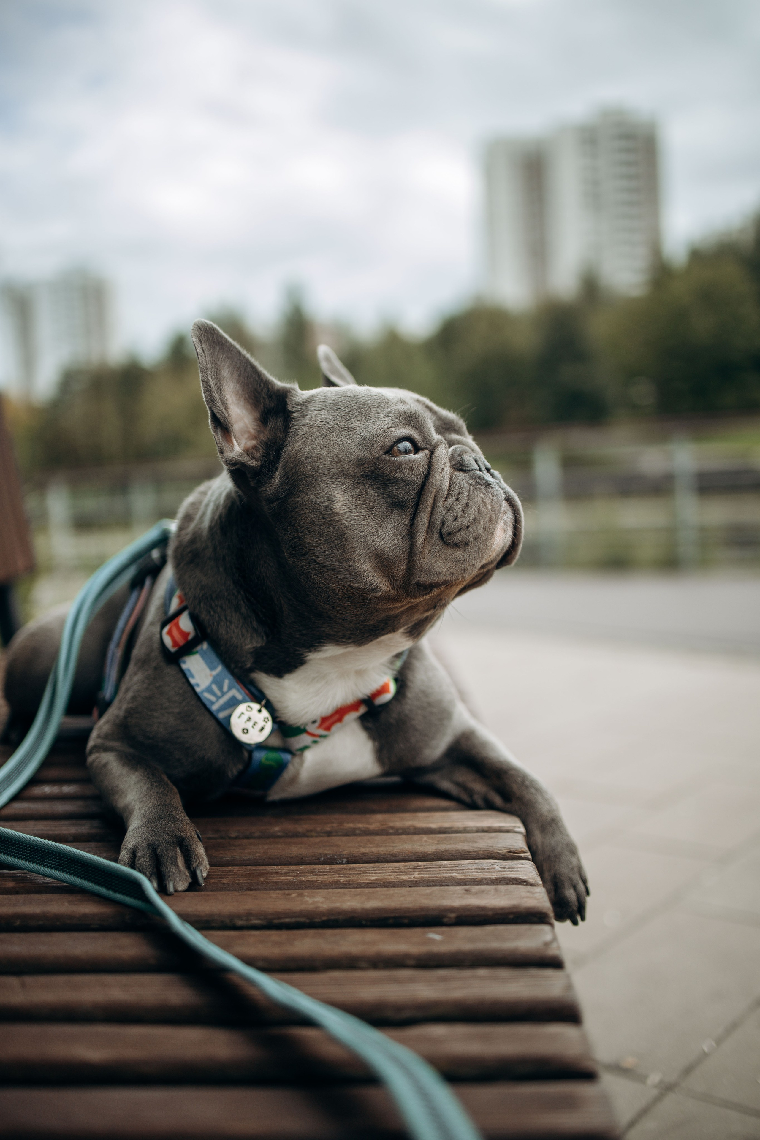 Грей и его семья