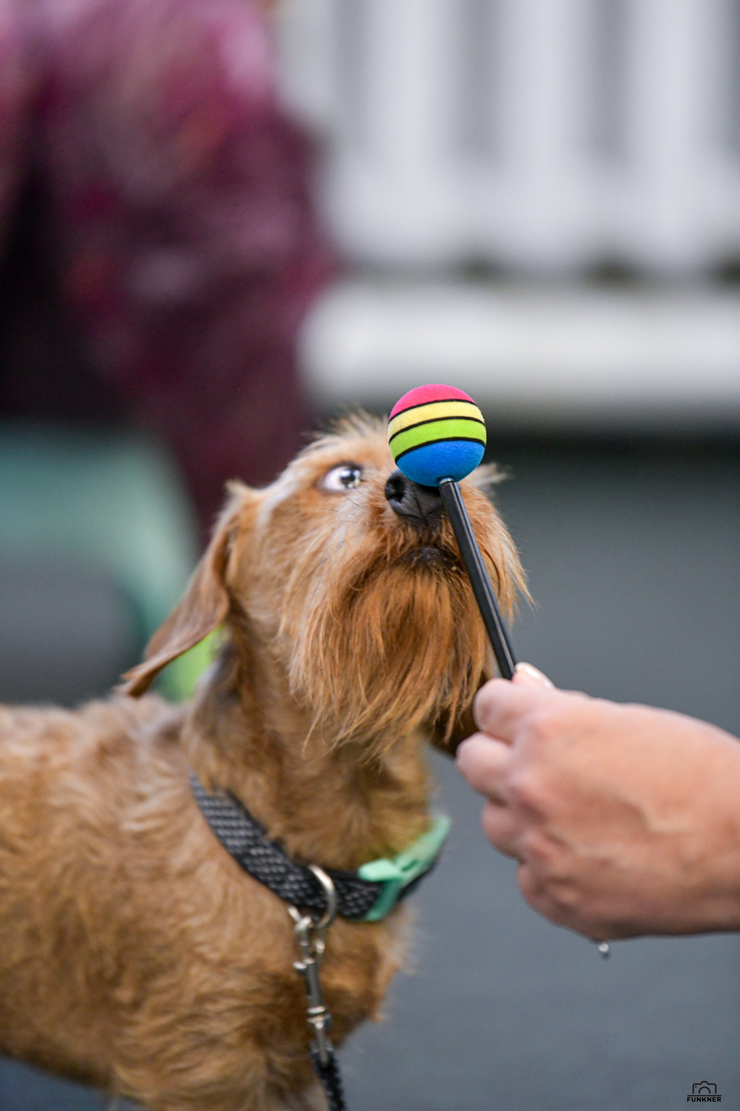 Кинологический клуб «Бодрый хвост». Свой взгляд через объектив