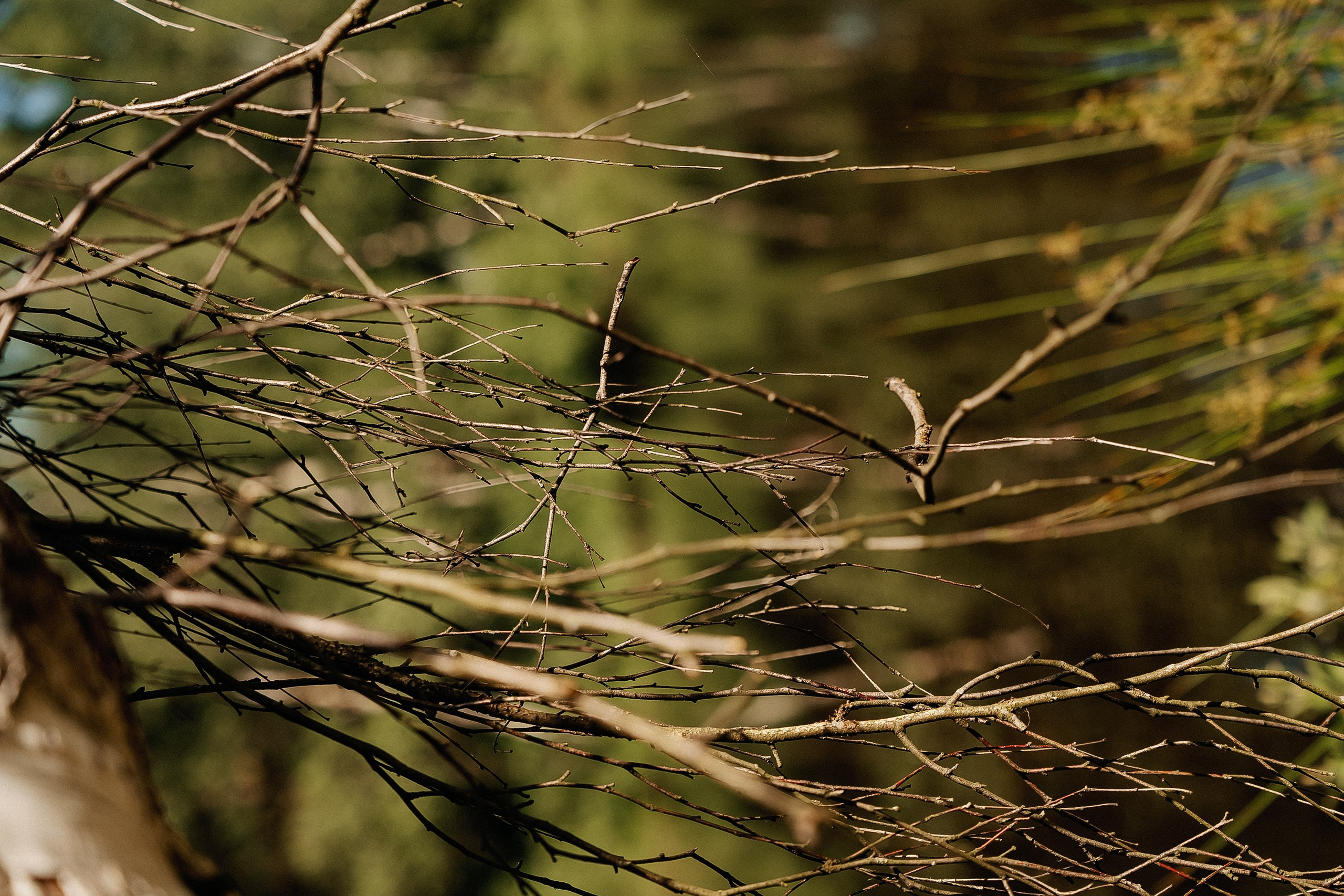 Butterfly. Lokos.pro Ник Соколов Фото и Видео Москва/Ростов-на-Дону