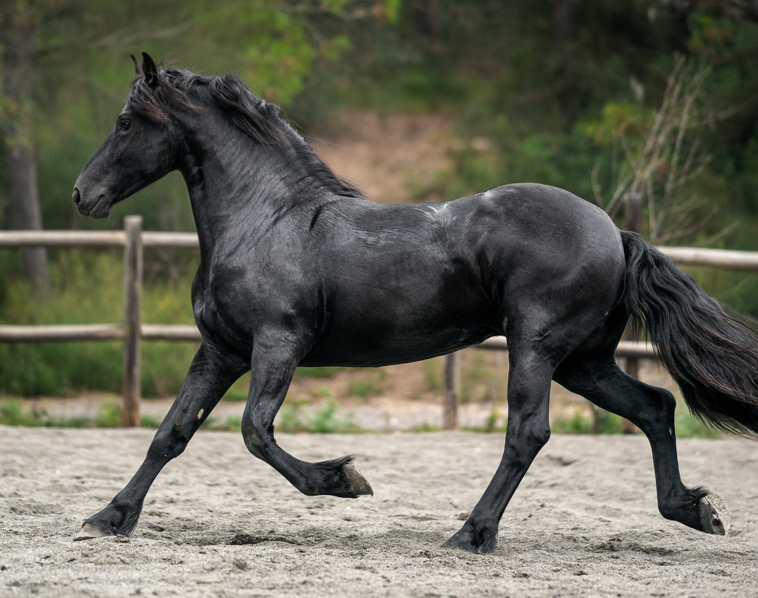 Фризский жеребец Rayven. 2 года. Продаётся. Friesian Alliance. Фризы Росиии