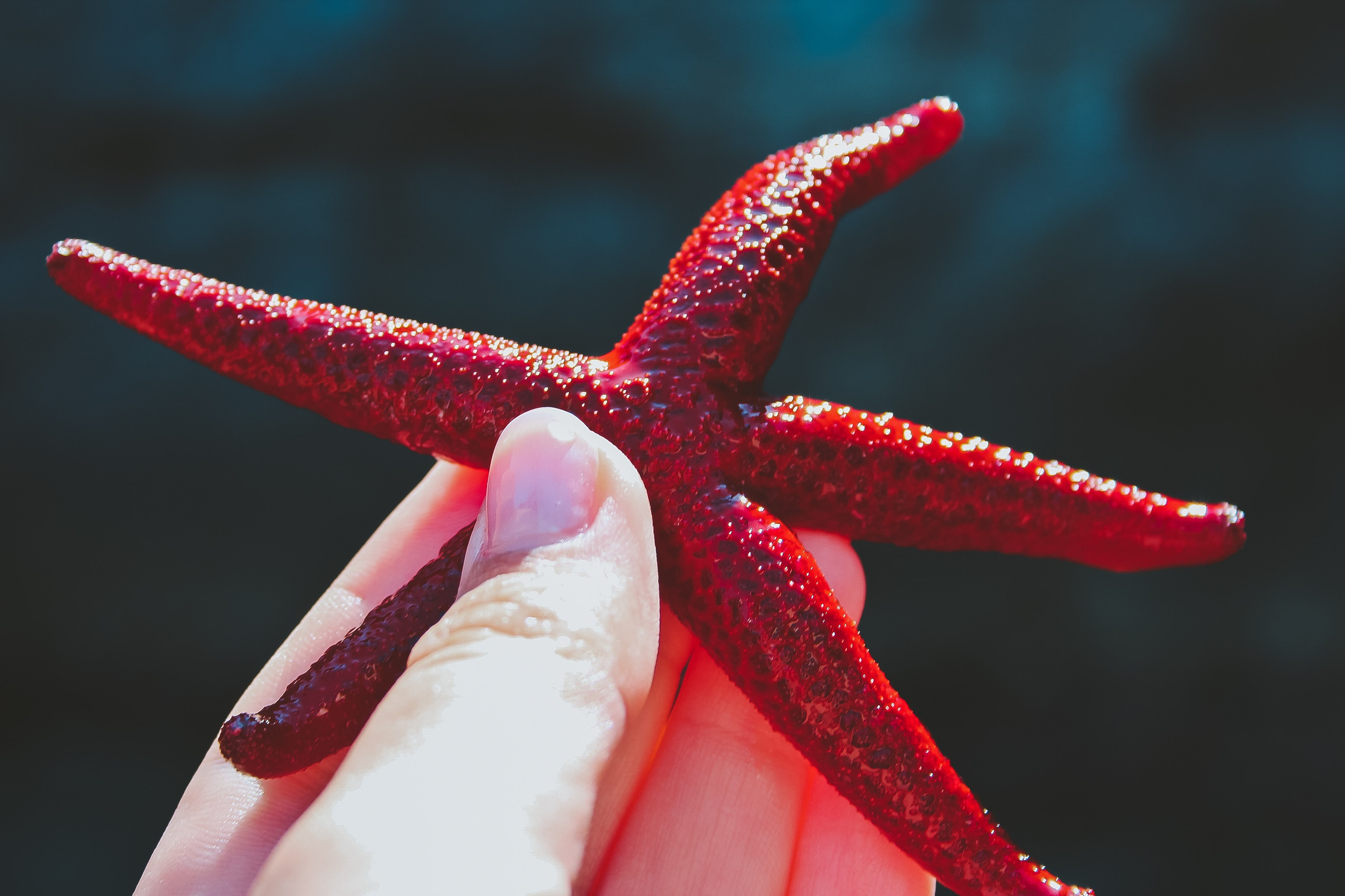 Хорватия: Долорес. Дарья Письменюк / Darya Leitstern — фотограф, музыкант, журналист, путешественник