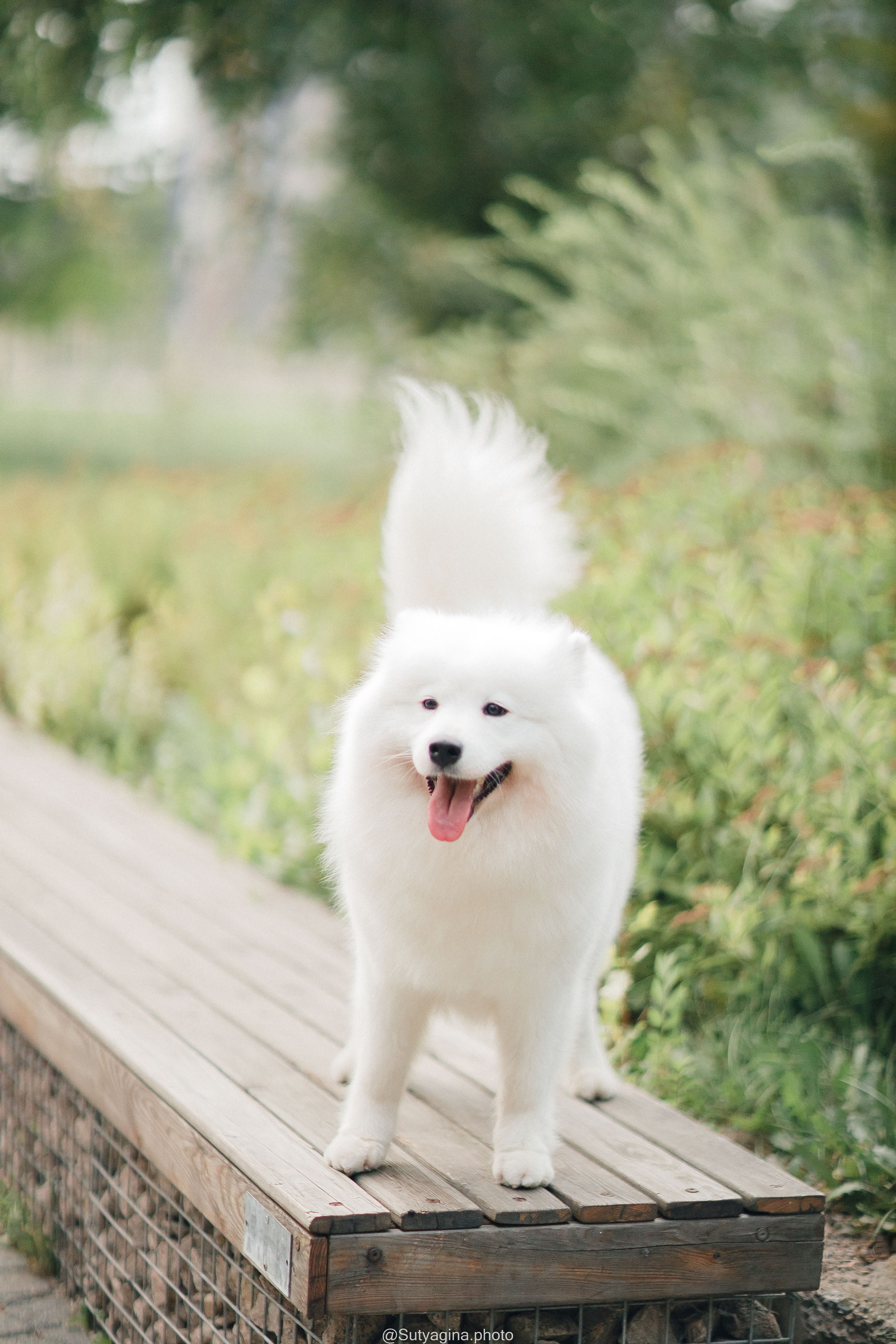 Самоед Рея. Свадебный и женский фотограф