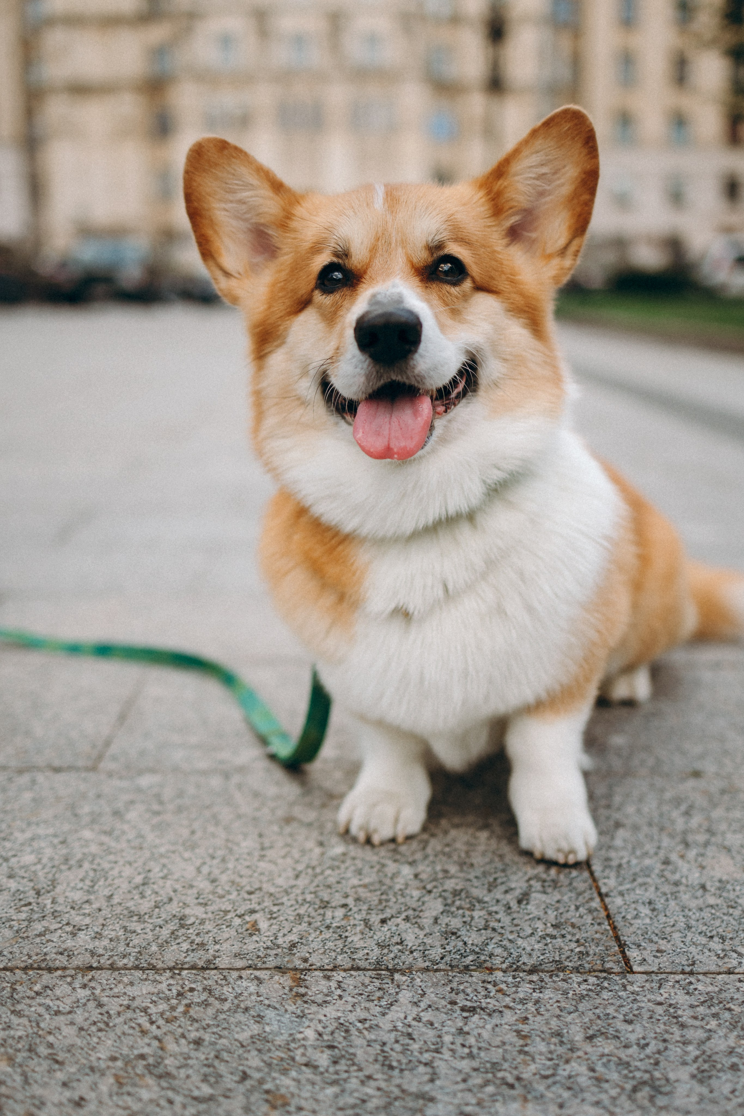 Момо, Люда и Эд. Фотограф анималист Анастасия Пикей