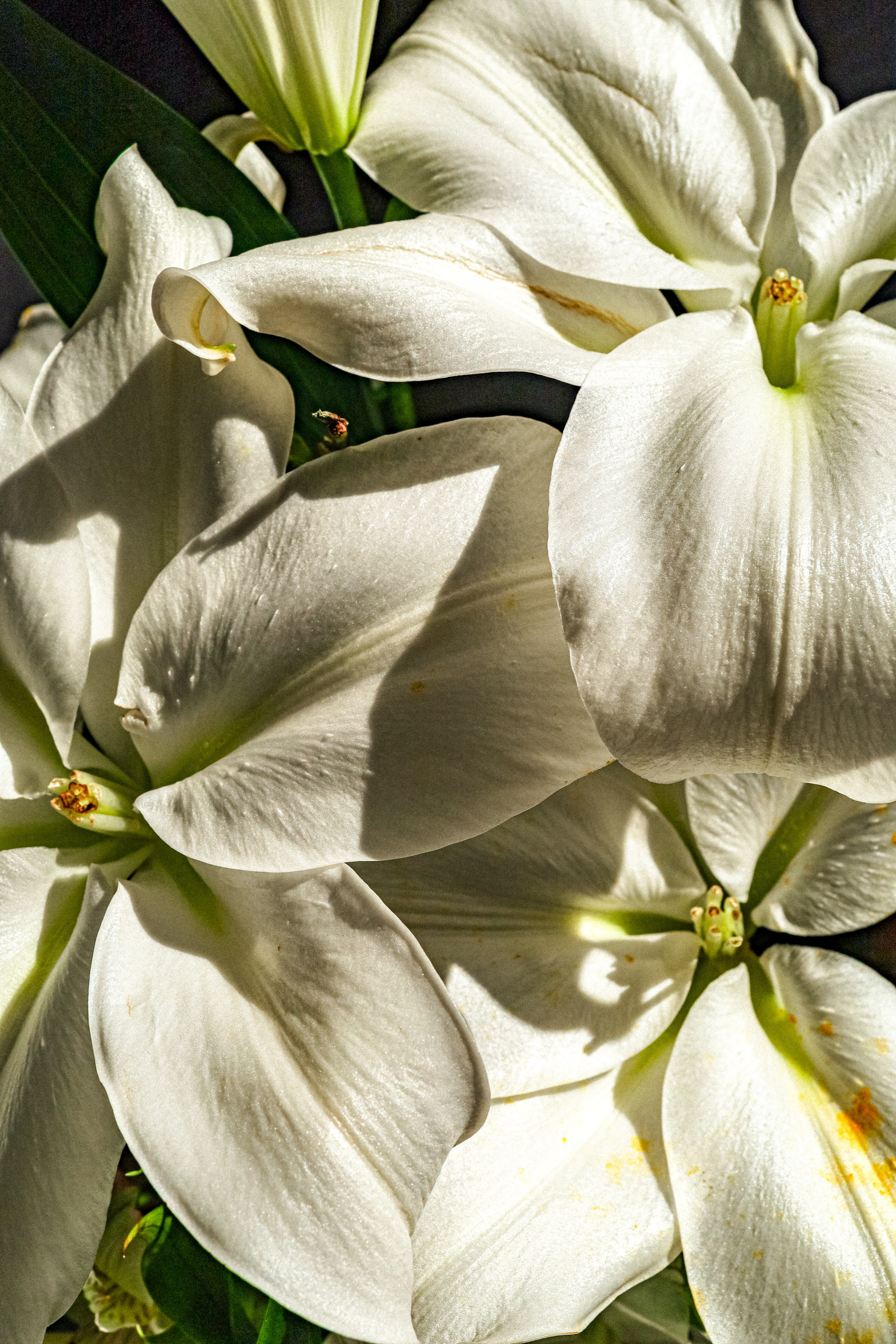 Природа &. Фотохудожник в СПб