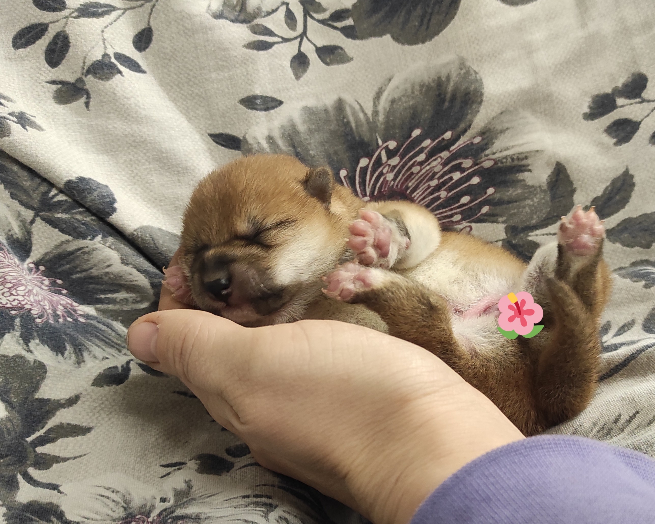 сиба питомник Рубилайт щенки на продажу rubylight  сиба щенки купить СПб Санкт-Петербург 