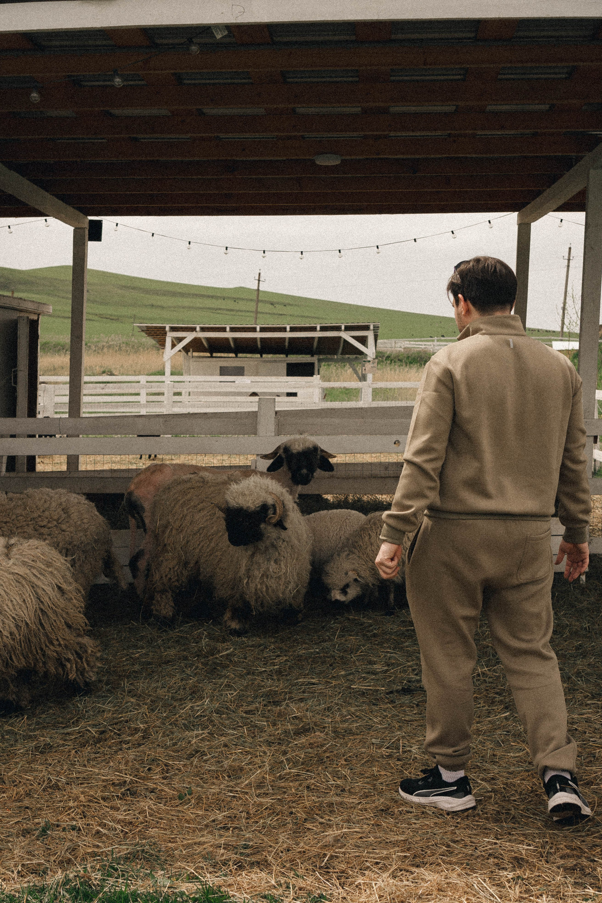 Ферма Альпак. Профессиональный фотограф, Санкт-Петербург — Виктория Богомолова
