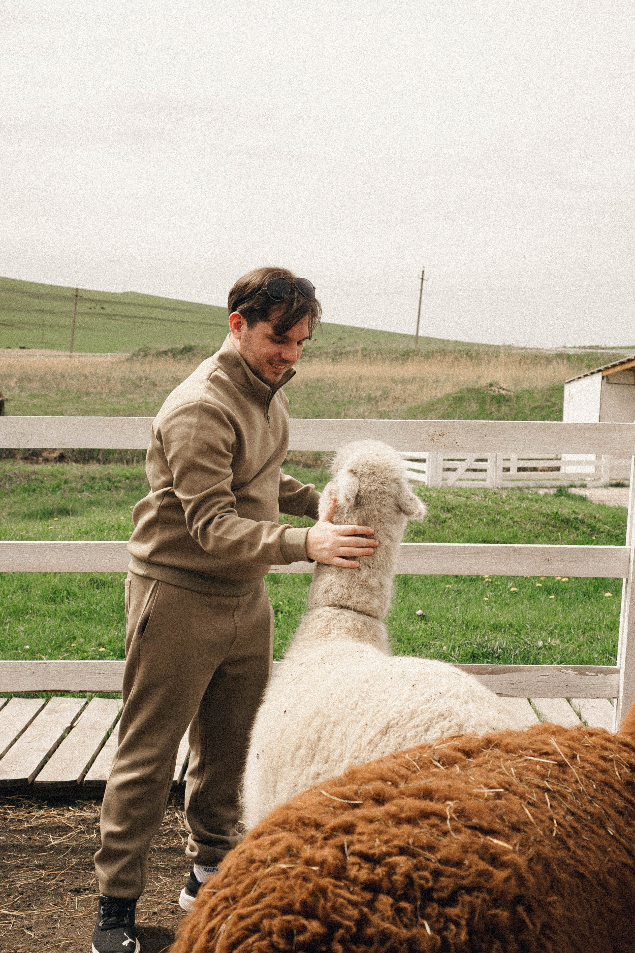 Ферма Альпак. Профессиональный фотограф, Санкт-Петербург — Виктория Богомолова