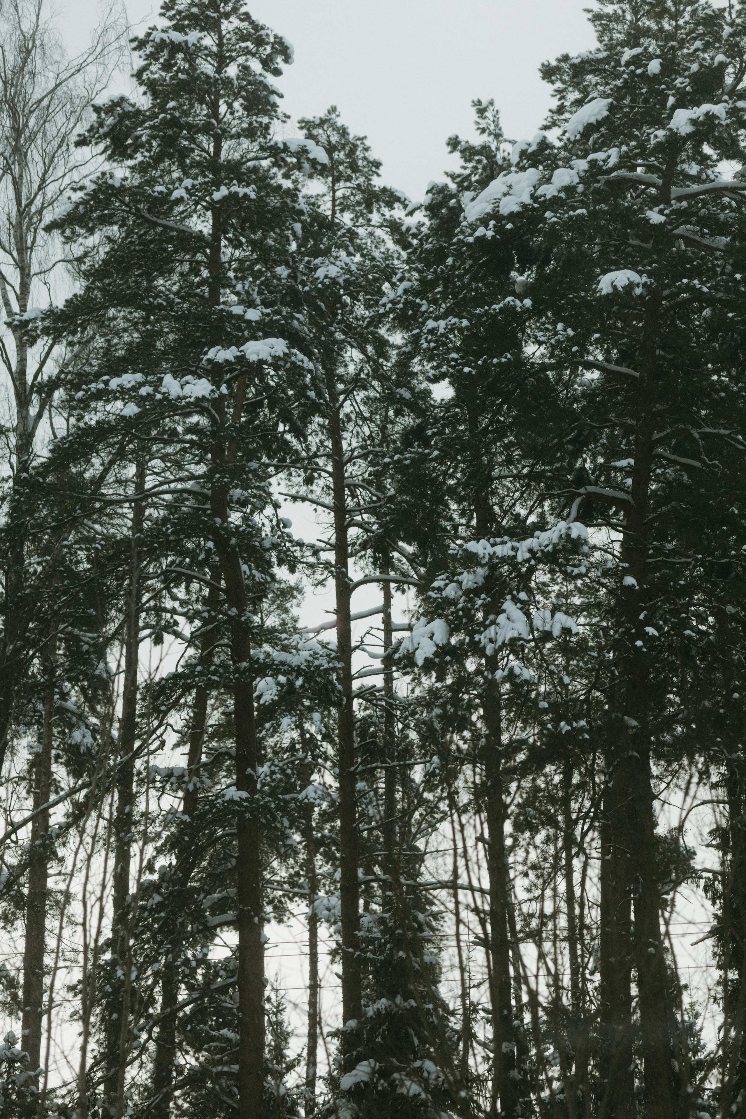 Виды из поезда. Фотограф Эльмира Лин