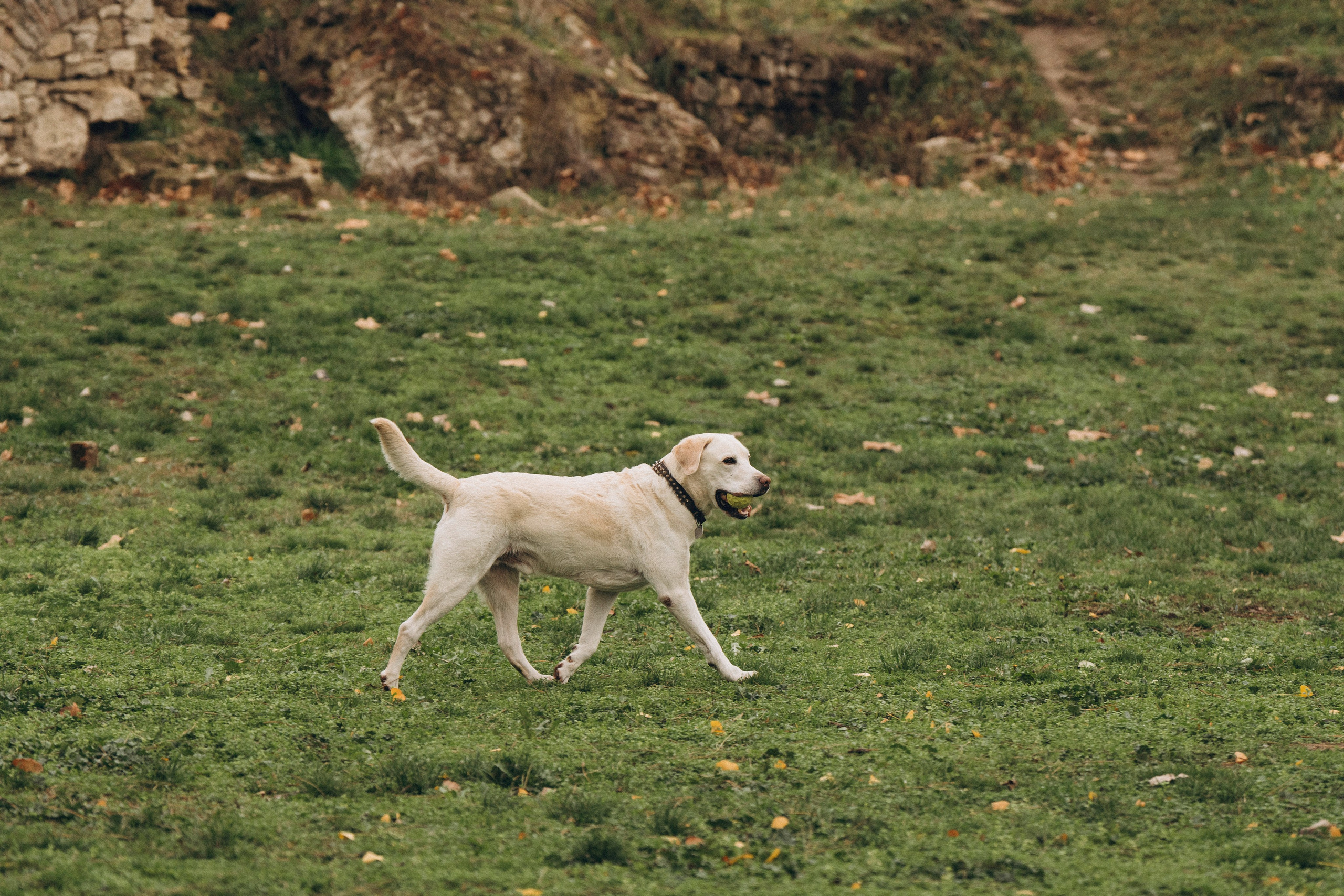 Вати, Лена и Леван. Фотограф анималист в Спб недорого Олеся Майорова