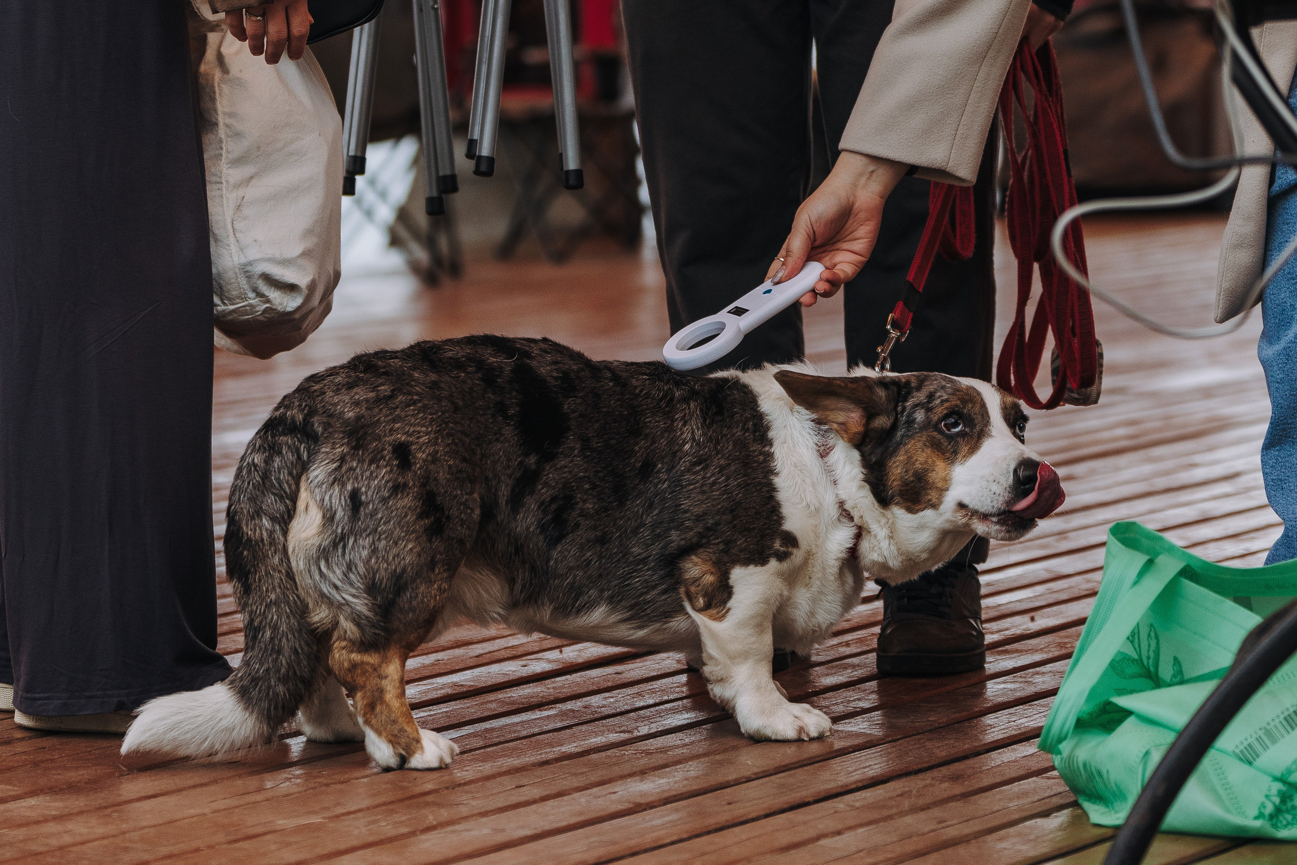 Соревнования по ноузворку в Лосево. Фотограф анималист в Спб недорого Олеся Майорова