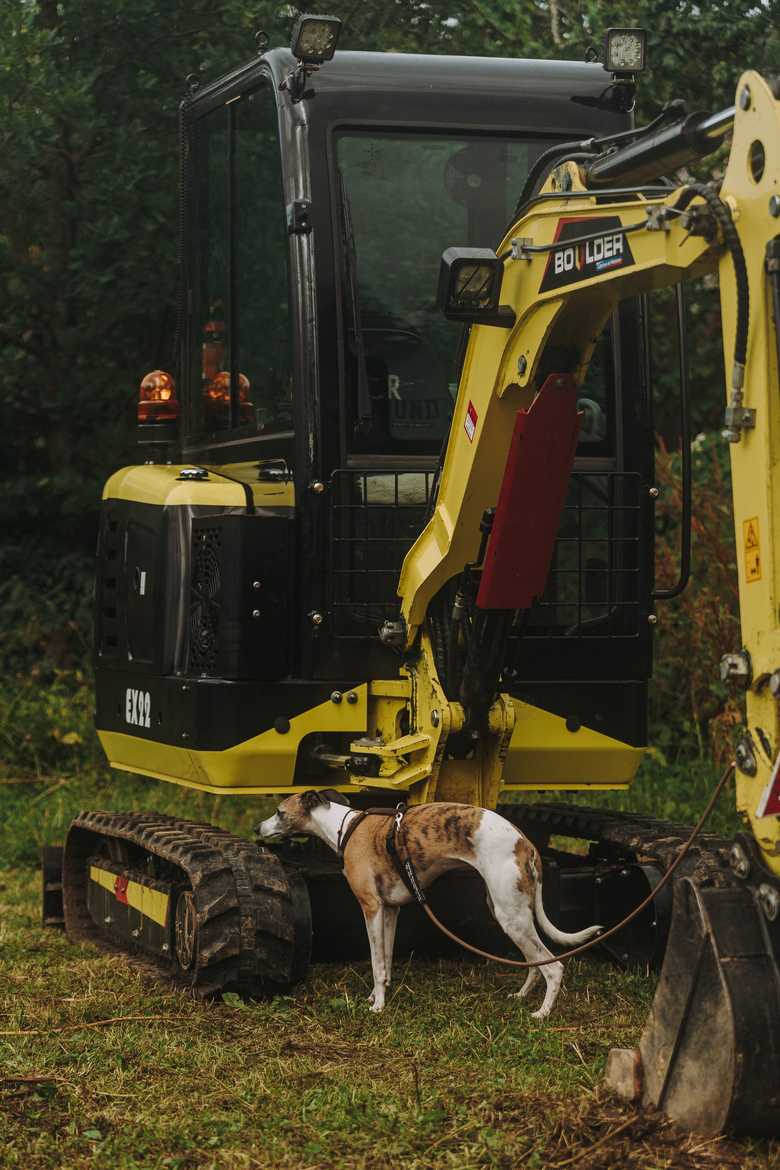 Соревнования по ноузворку в Новожилово. Фотограф анималист в Спб недорого Олеся Майорова