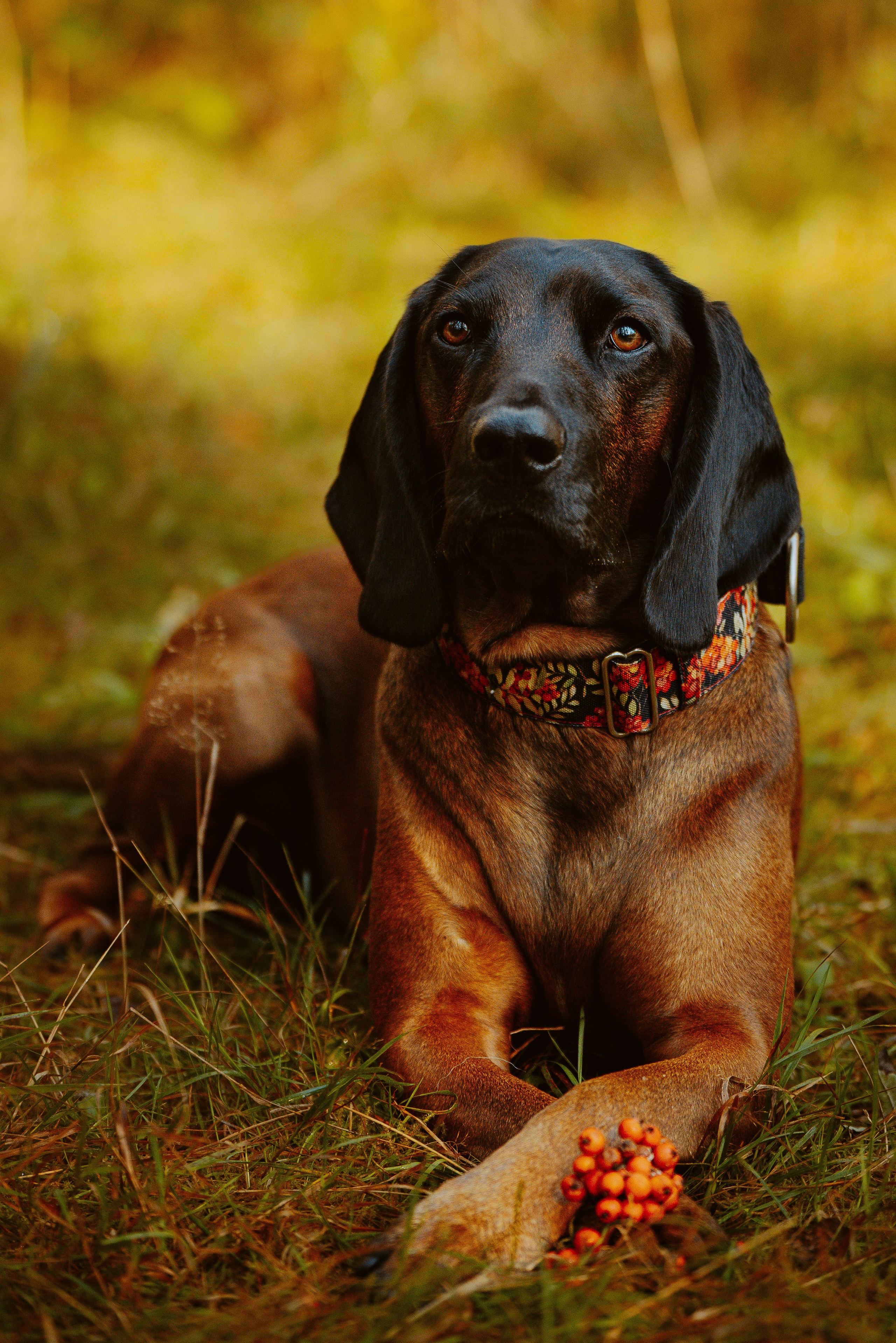 Ольга, Рора и Румпель. Фотограф анималист в Спб недорого Олеся Майорова