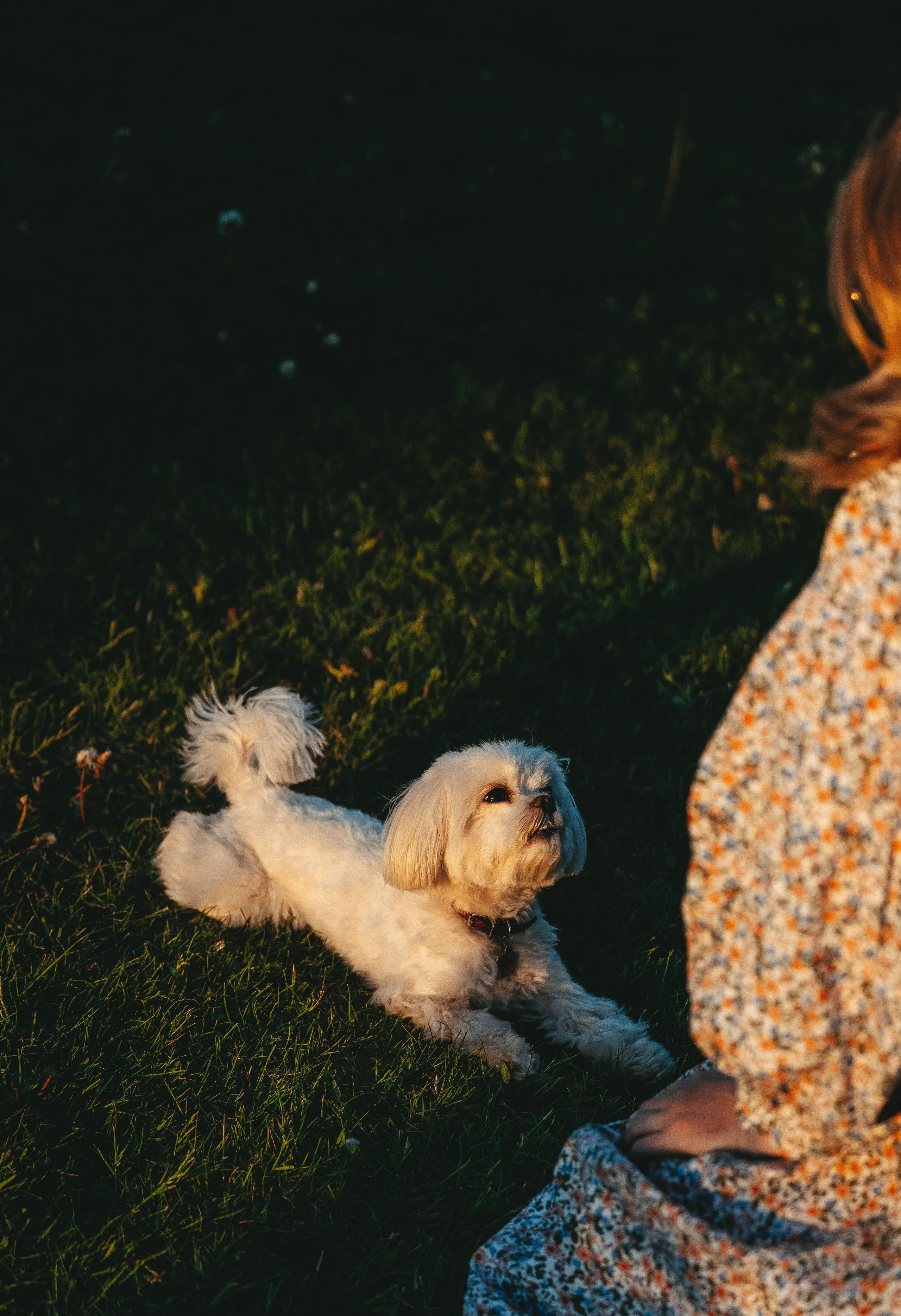 Фотосессия с питомцем в центре Санкт-Петербурга. Фотограф анималист в Спб недорого Олеся Майорова